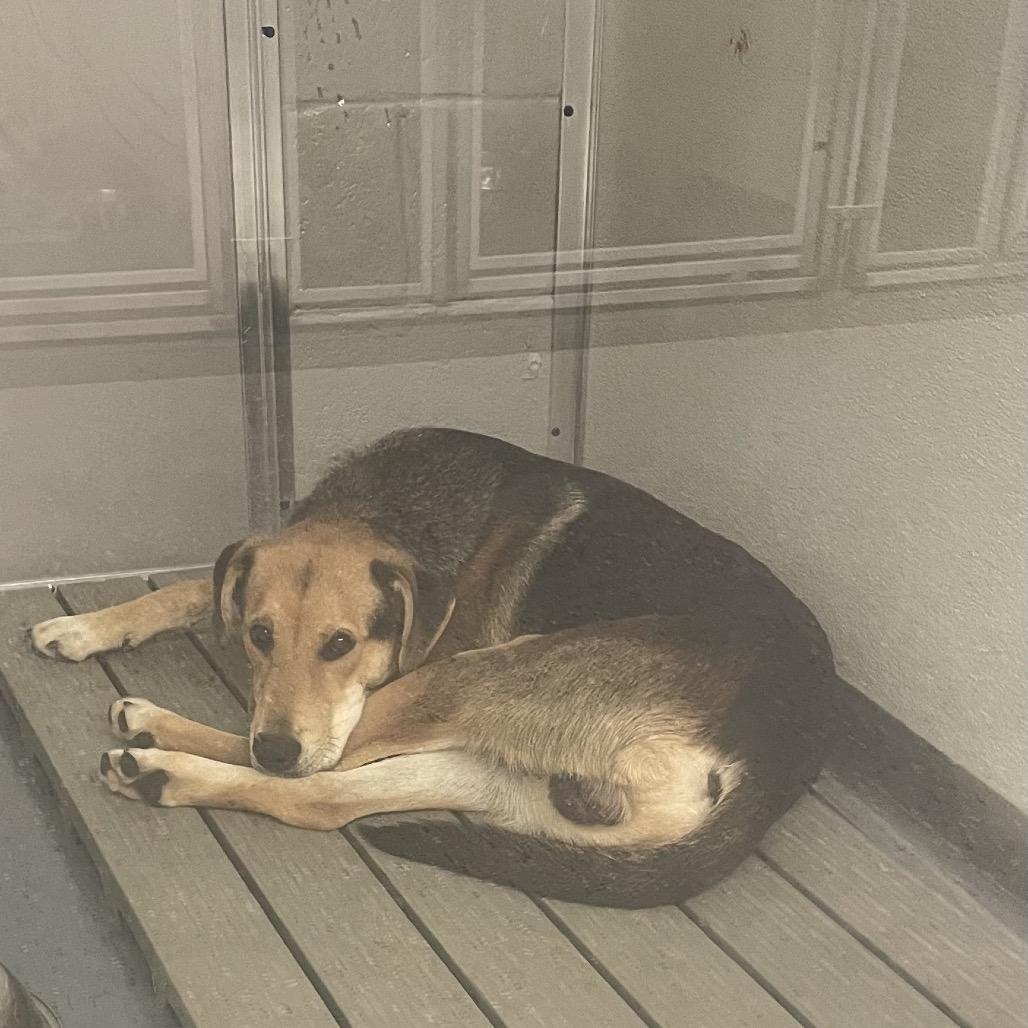 Wiggles, Adoptable, Adult Male Mixed Breed & Mixed Breed.