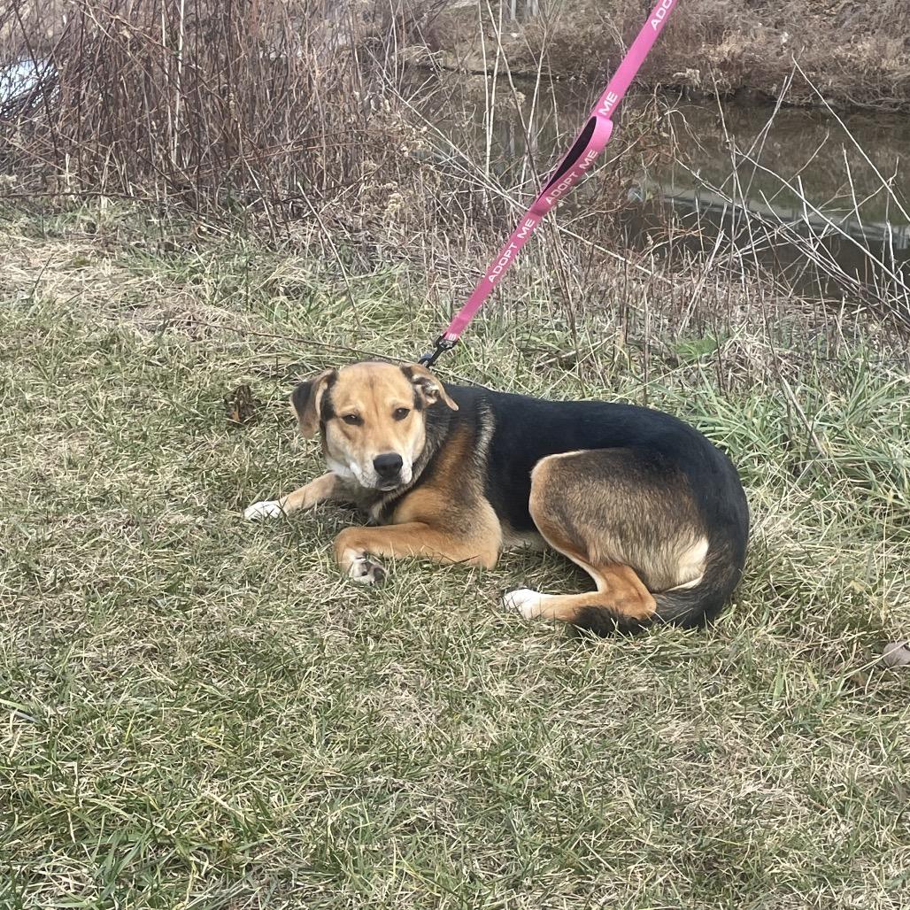Enlarge Wiggles, a Adoptable mixed breed in Galax, VA image 2/4