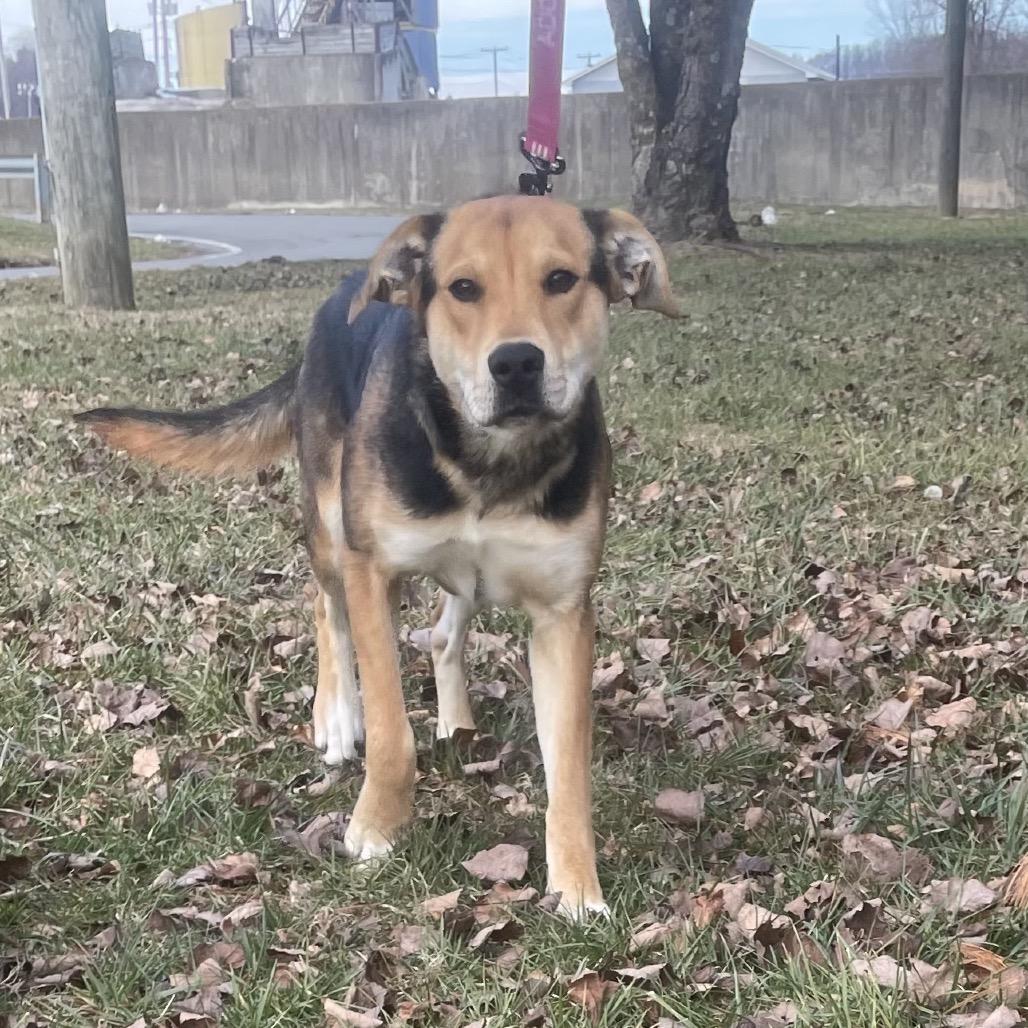 Enlarge Wiggles, a Adoptable mixed breed in Galax, VA image 4/4