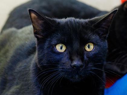 Gorey, Adoptable, Kitten Male Domestic Short Hair & Domestic Short Hair.