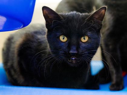 Enlarge Gorey, a Adoptable mixed breed in Longmont, CO image 2/3
