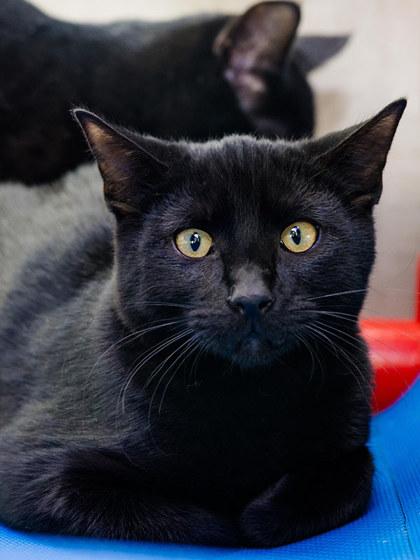 Enlarge Gorey, a Adoptable mixed breed in Longmont, CO image 3/3