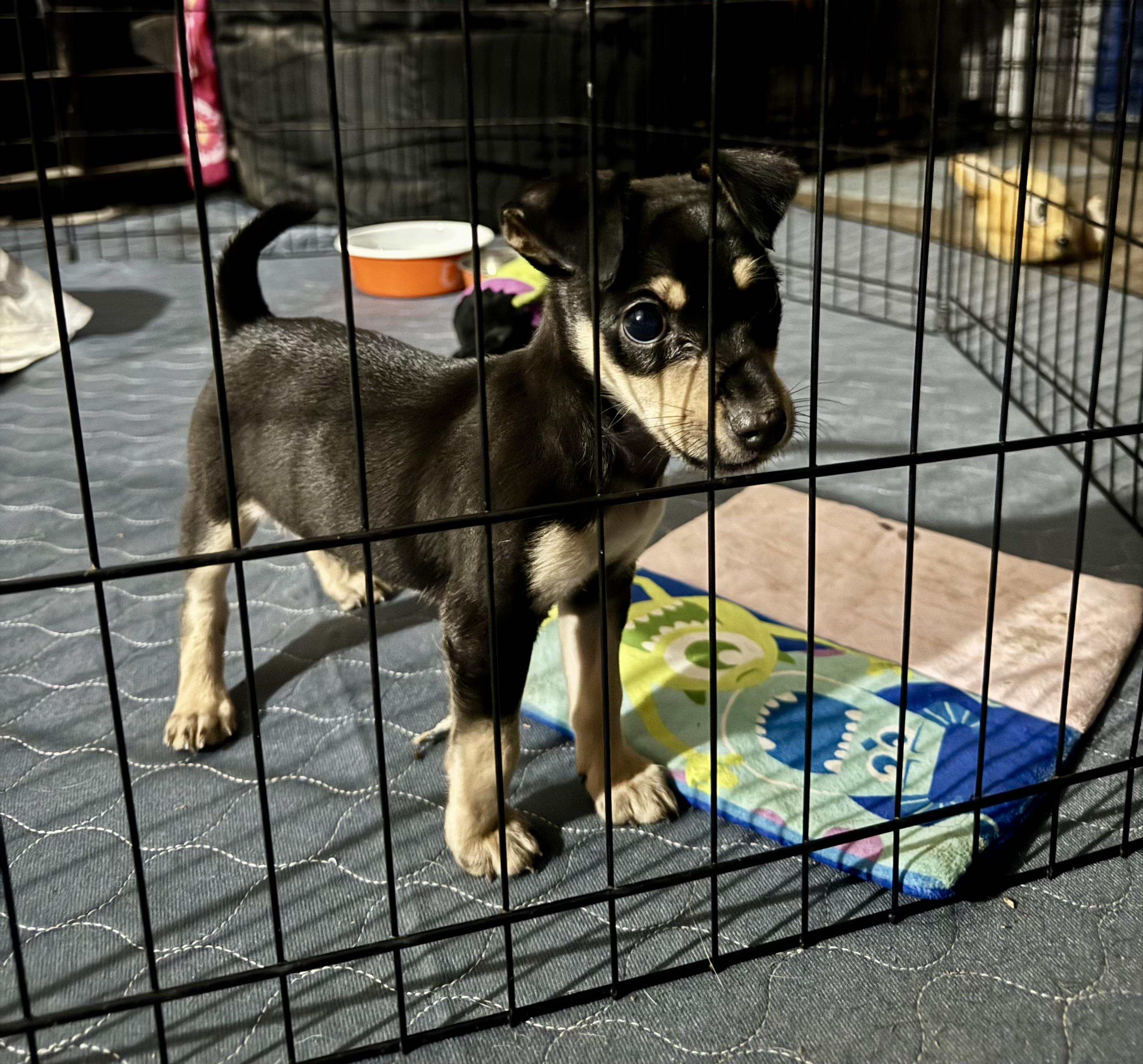 Enlarge Mikey, a Adoptable mixed breed in Baker, LA image 3/4