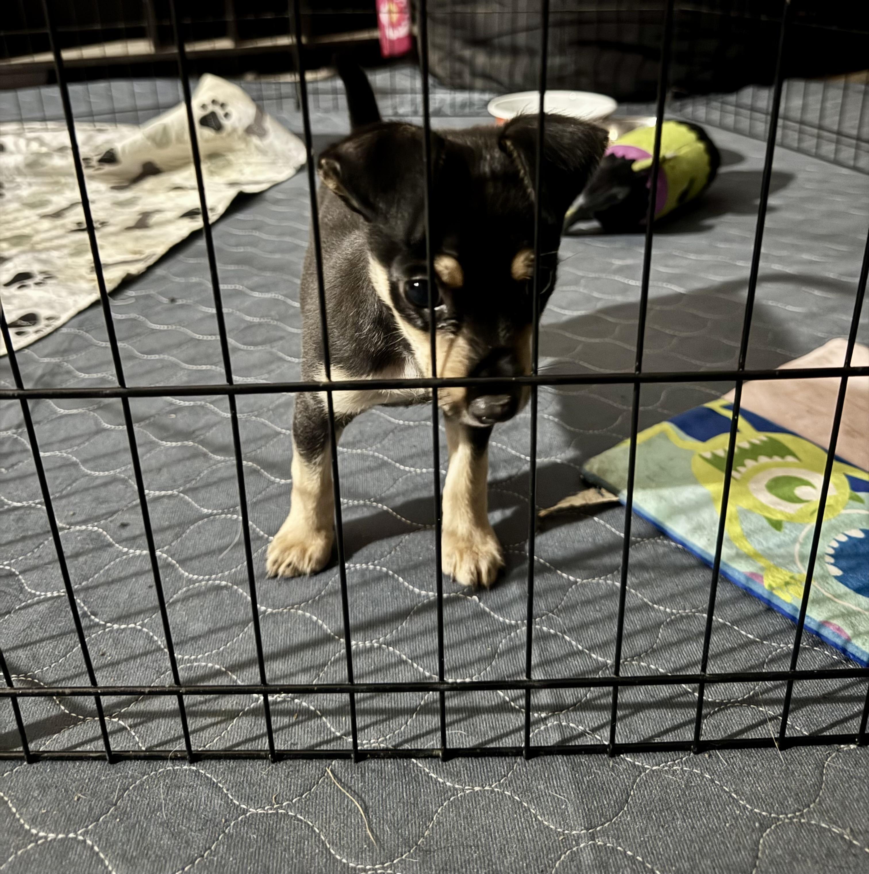 Mikey, Adoptable, Puppy Male Rat Terrier & Chihuahua.