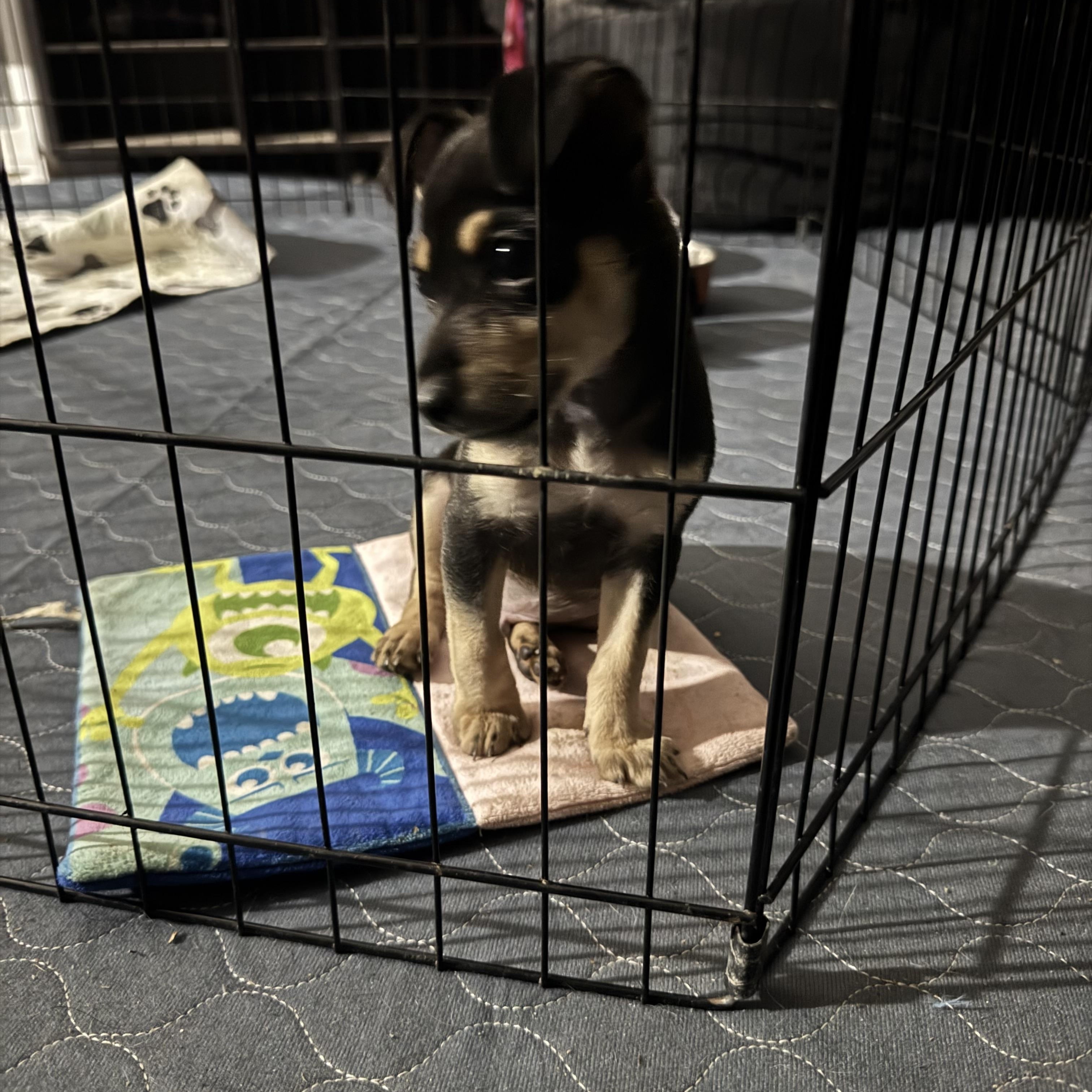 Enlarge Mikey, a Adoptable mixed breed in Baker, LA image 2/4