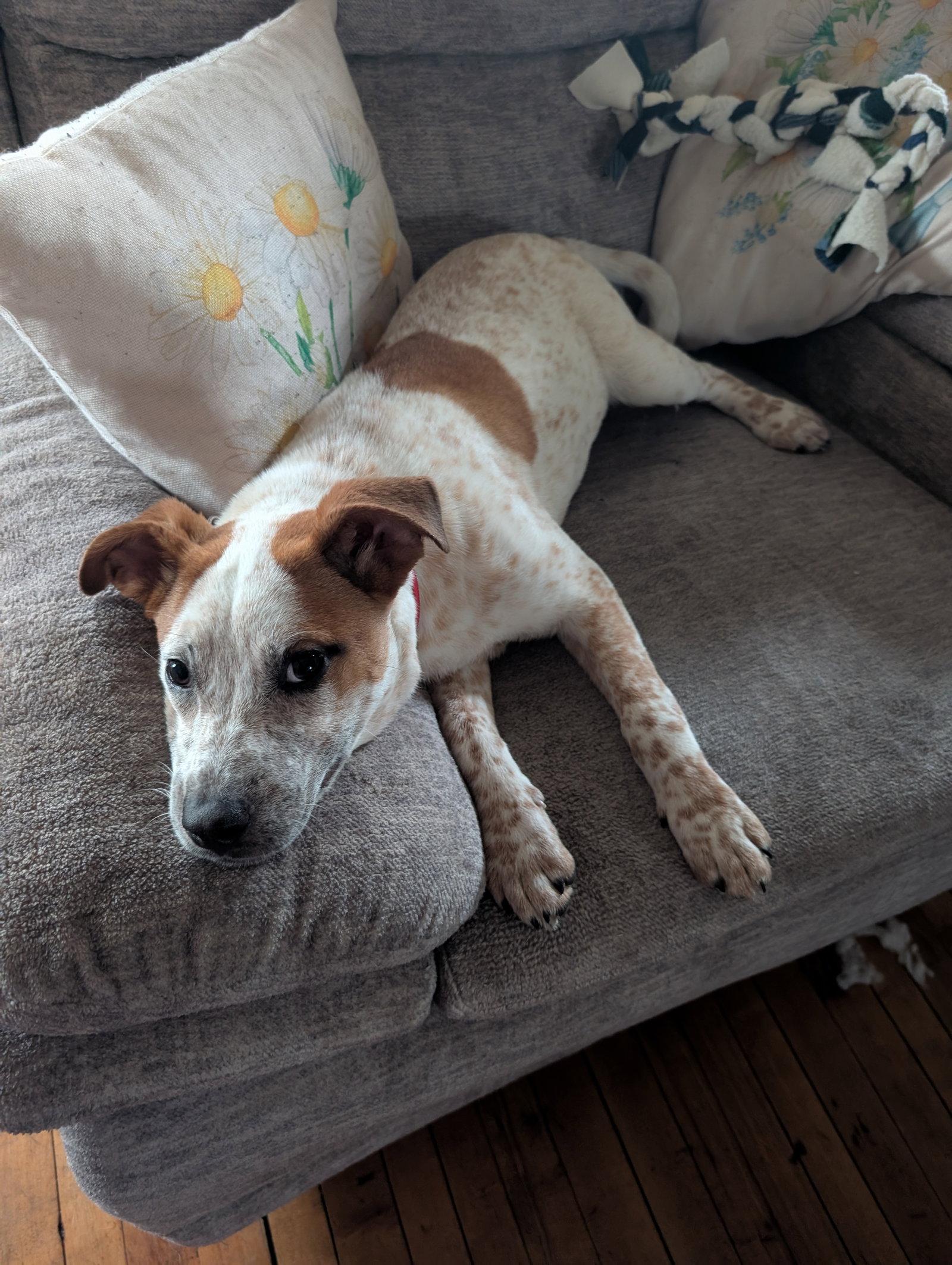Enlarge Biscuit, a Adoptable mixed breed in Tonawanda, NY image 2/3