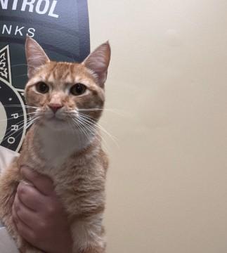 LIONESS, Adoptable, Young Female Domestic Short Hair.