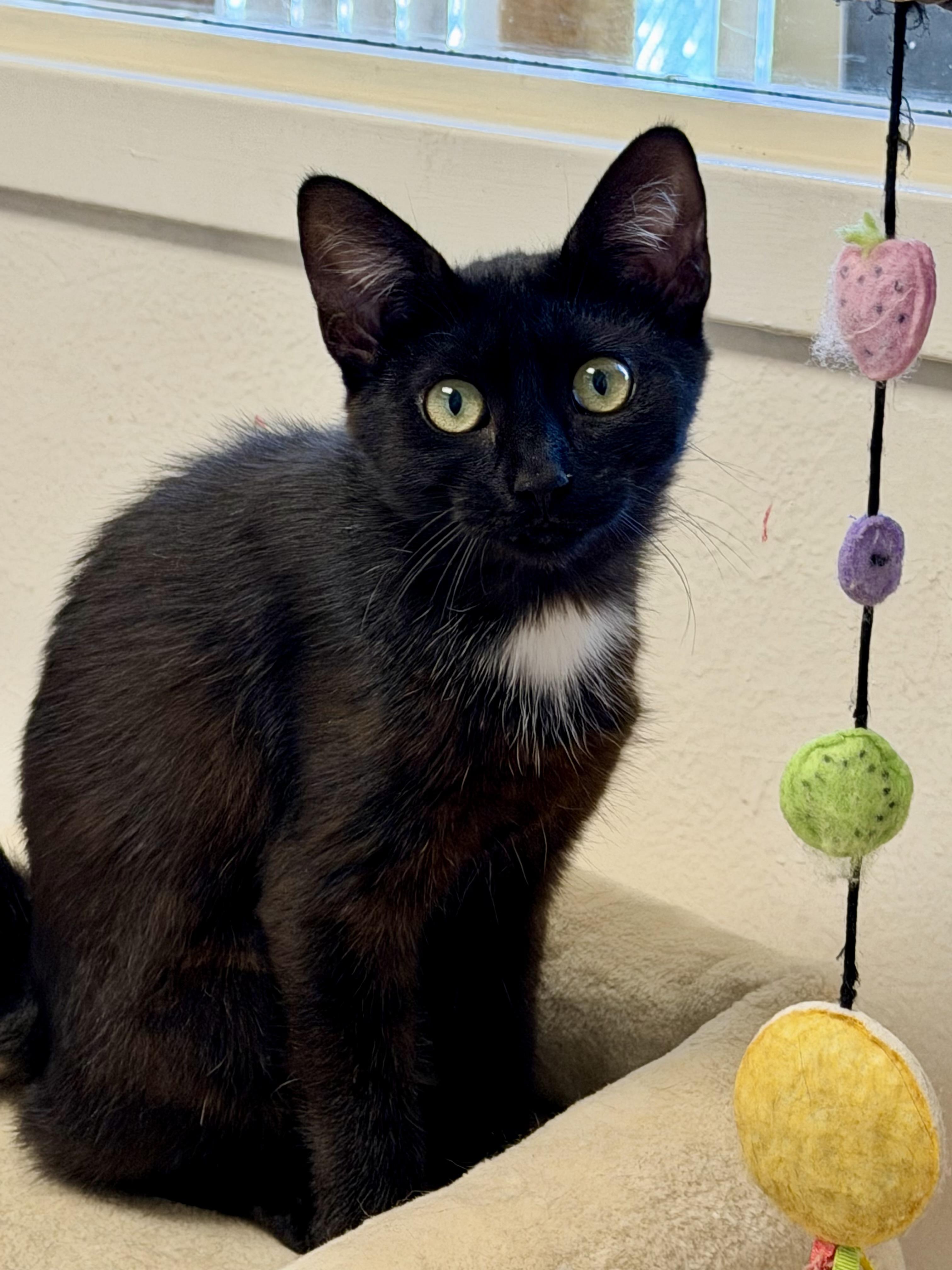 Ada, a Adoptable Domestic Short Hair in Norwalk, CT image 1/3