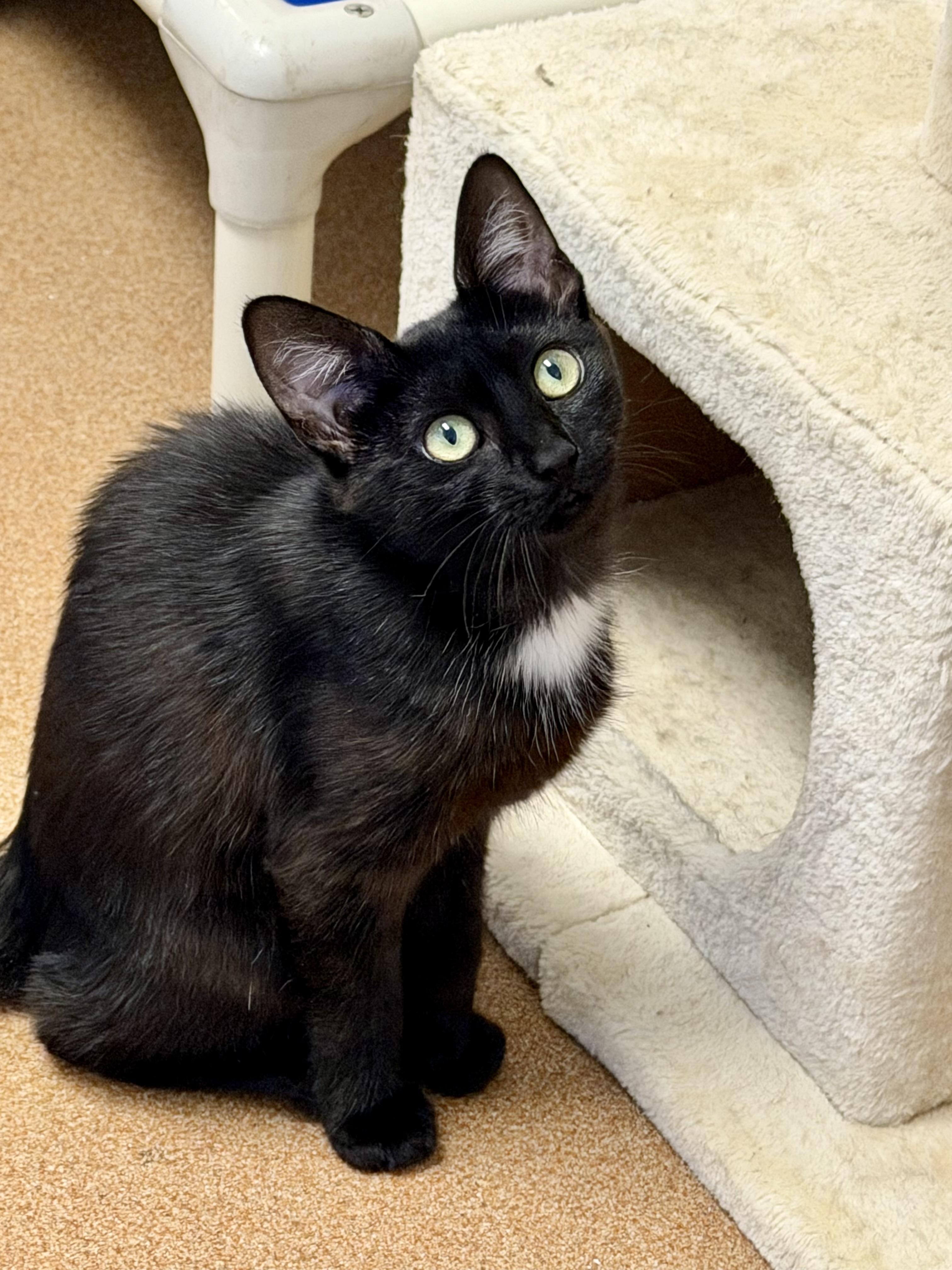 Ada, a Adoptable Domestic Short Hair in Norwalk, CT image 2/3
