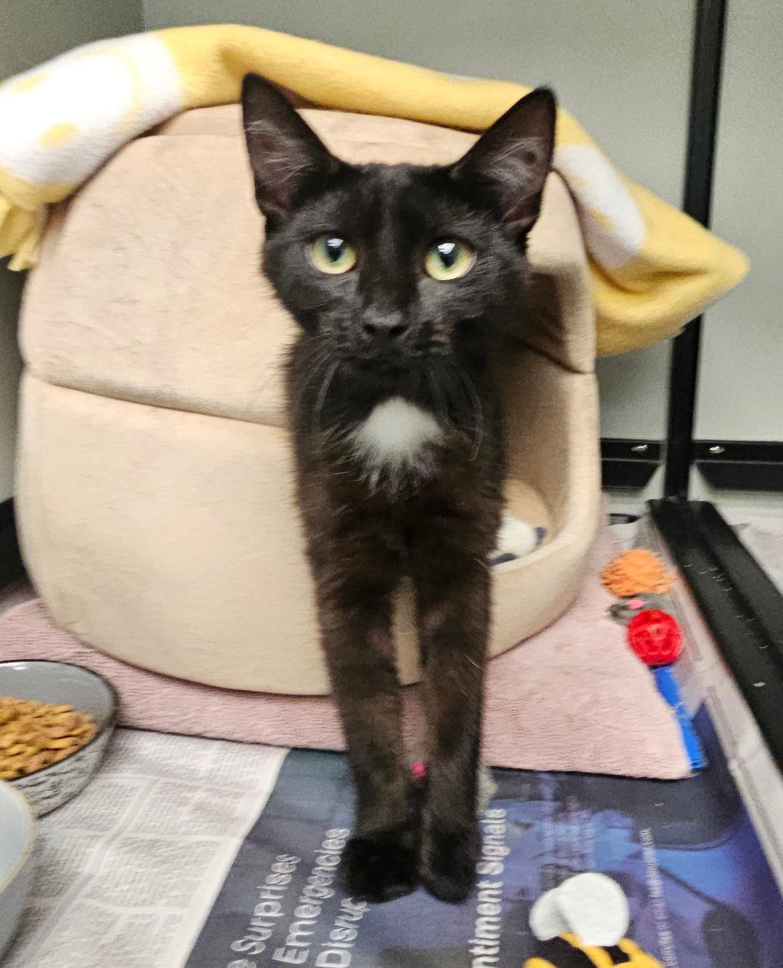 Ada, a Adoptable Domestic Short Hair in Norwalk, CT image 3/3