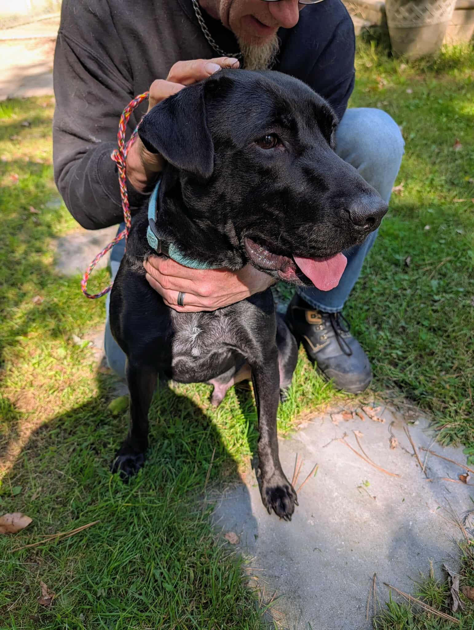 Enlarge Bean - Foster or Foster to Adopt Urgent, a Adoptable mixed breed in Brooklyn, NY image 5/5