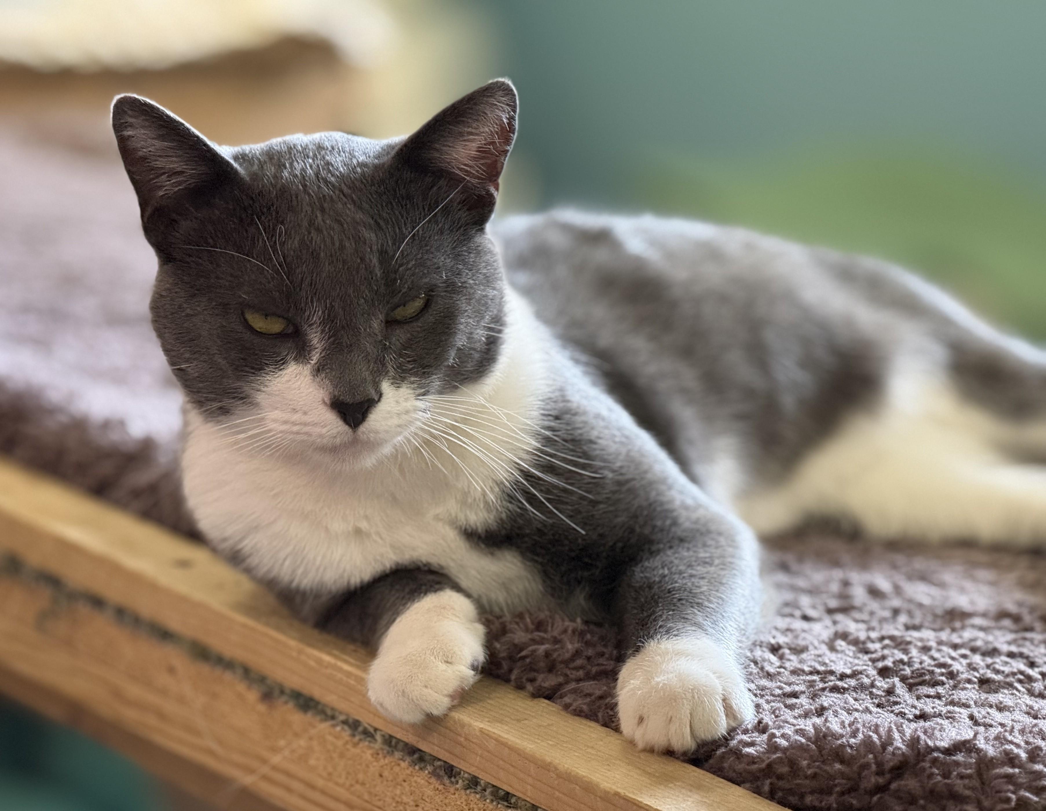 Prince, an adoptable Domestic Short Hair in Pierre, SD, 57501 | Photo Image 1