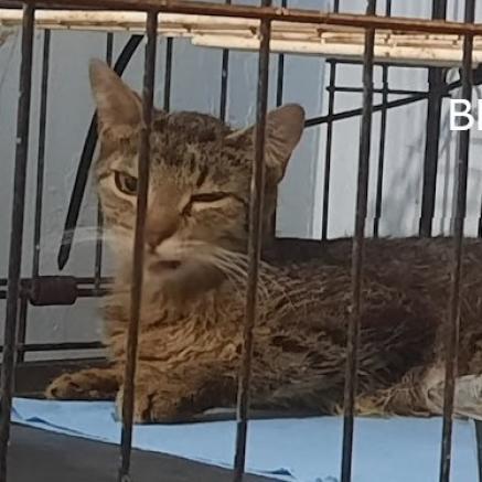 Sasha (Feral), Adoptable, Adult Female Domestic Short Hair.