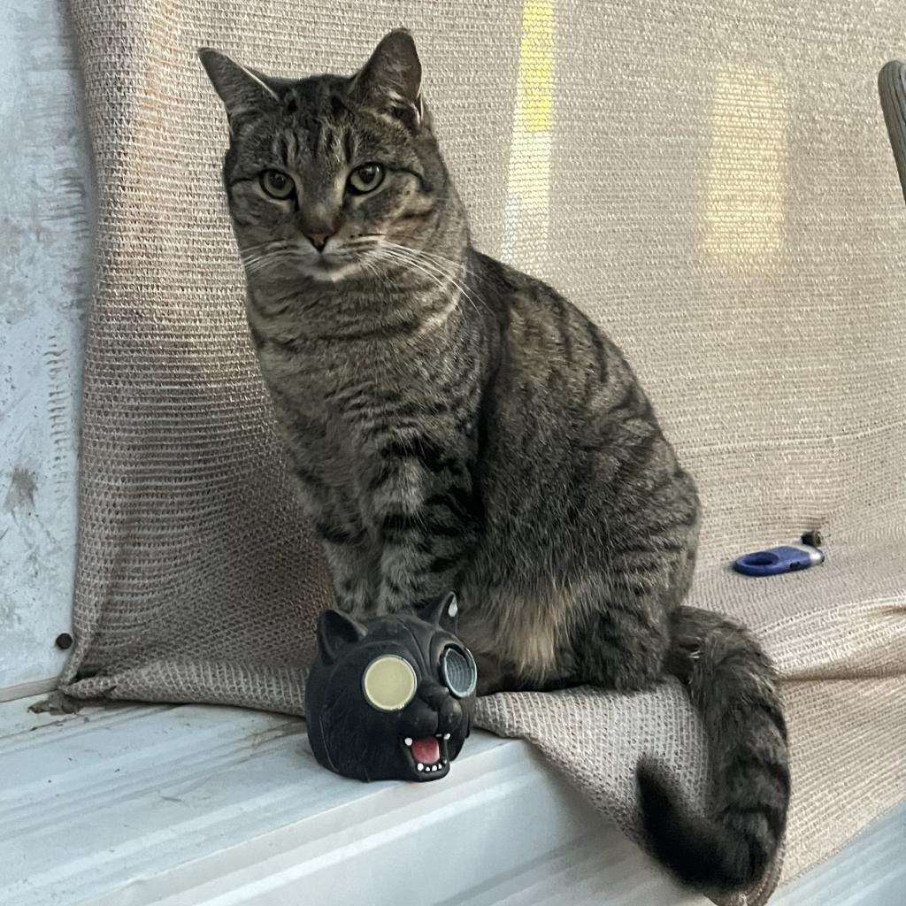 Enlarge Sasha (Feral), a Adoptable Domestic Short Hair in Casa Grande, AZ image 2/2