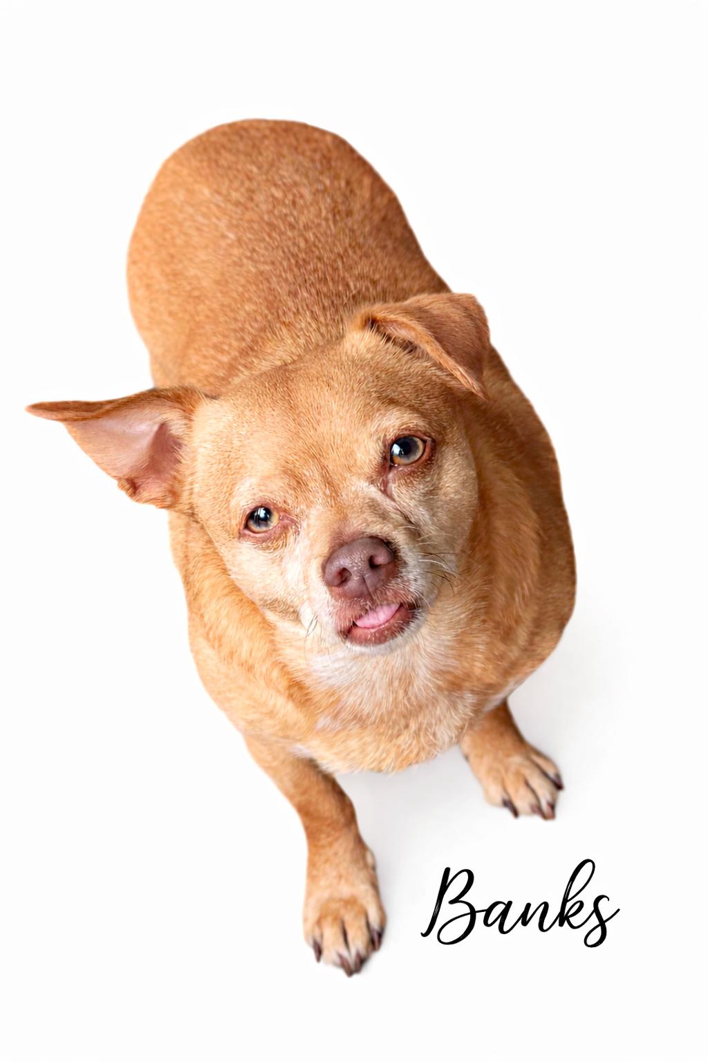 Enlarge Banks, an adopted mixed breed in SYLVANIA, GA image 1/3