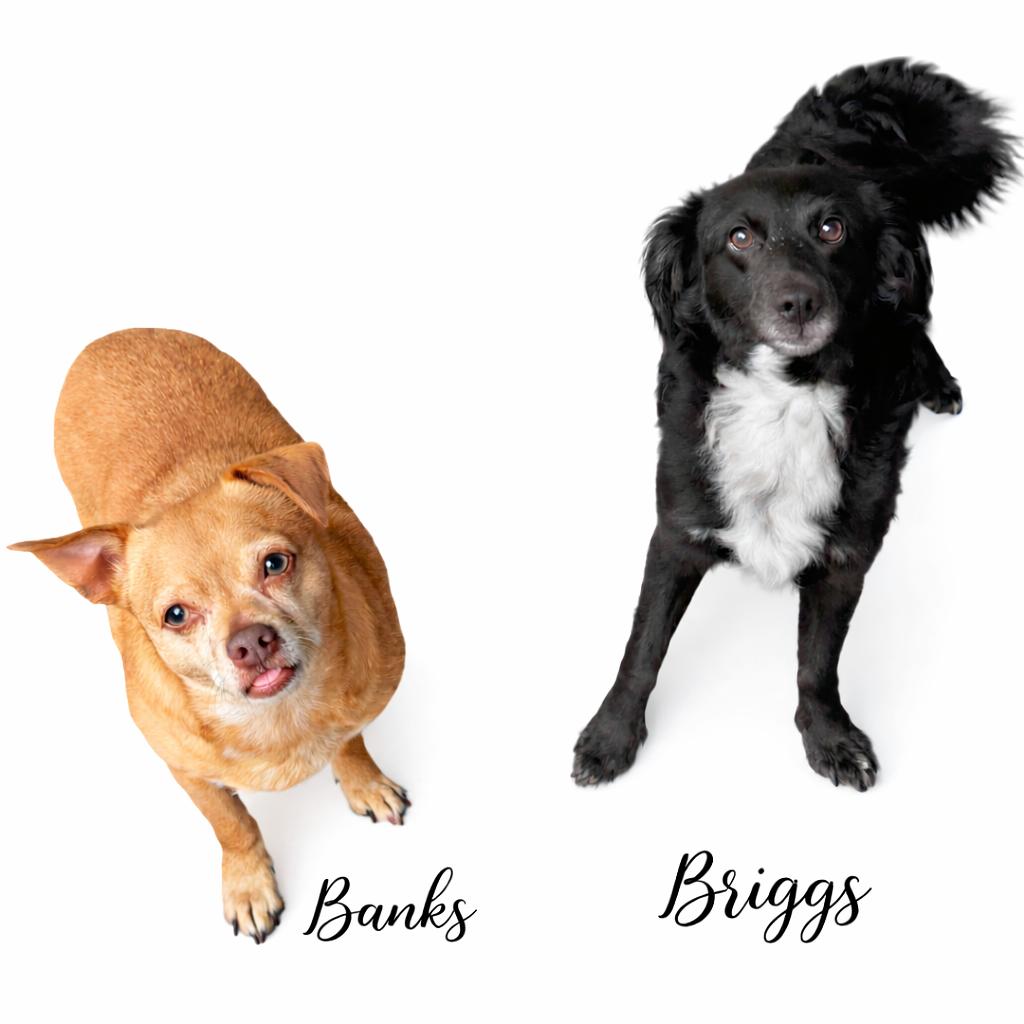 Enlarge Banks, an adopted mixed breed in SYLVANIA, GA image 3/3