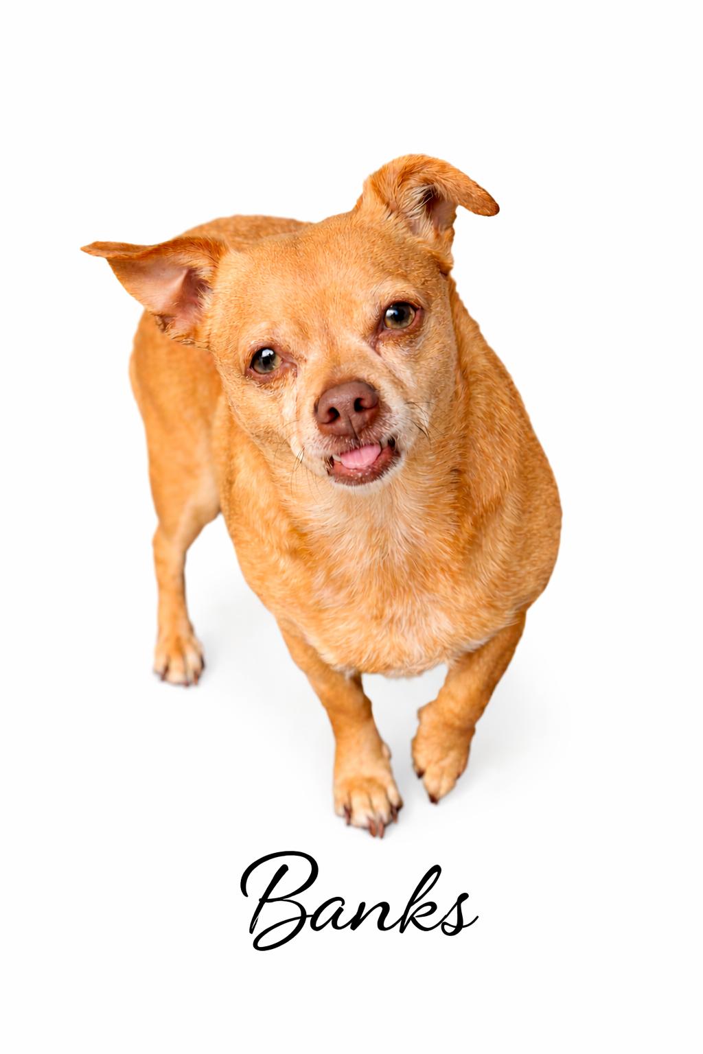 Enlarge Banks, an adopted mixed breed in SYLVANIA, GA image 2/3