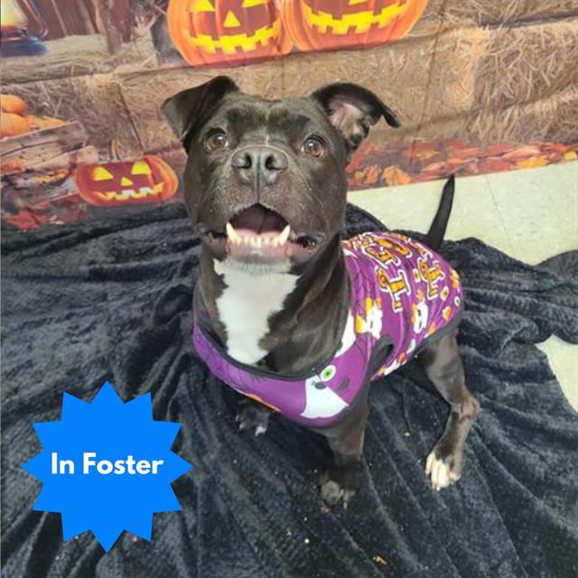 INDIANA, Adoptable, Adult Female Pit Bull Terrier & Mixed Breed.