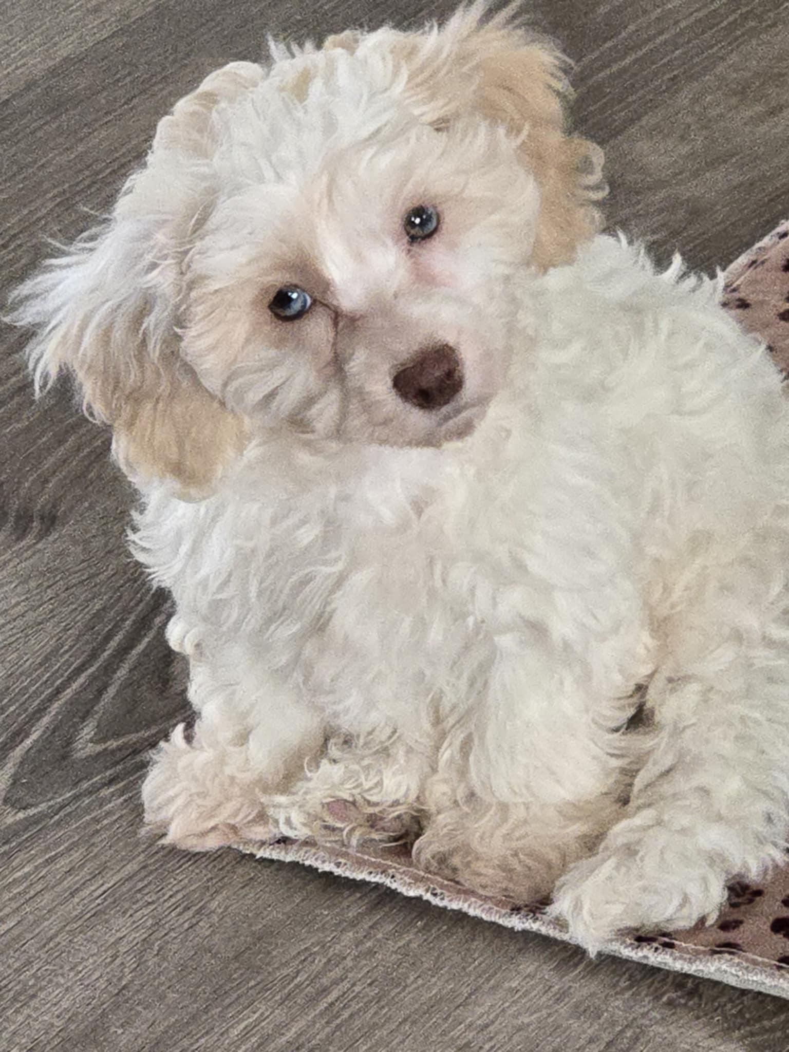 Enlarge Jenny Jones, an adoptable mixed breed in Leduc, AB image 2/5