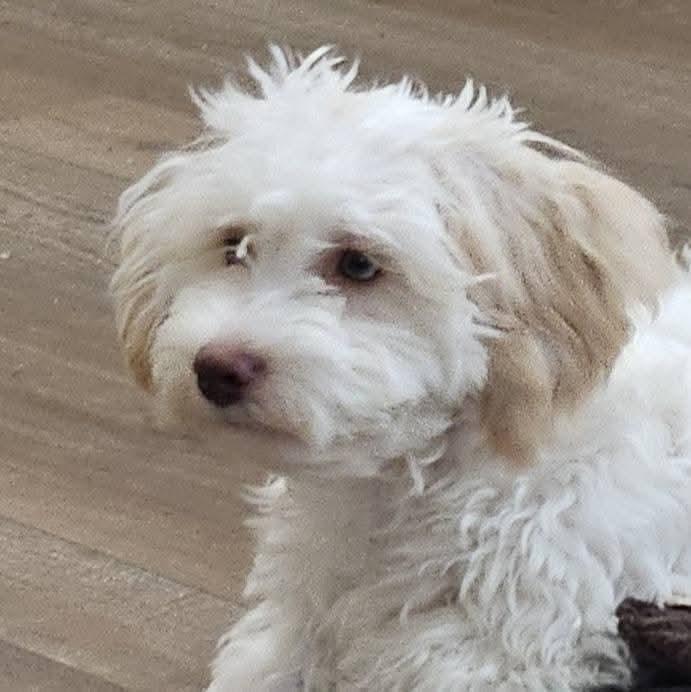 Enlarge Jenny Jones, an adoptable mixed breed in Leduc, AB image 1/5