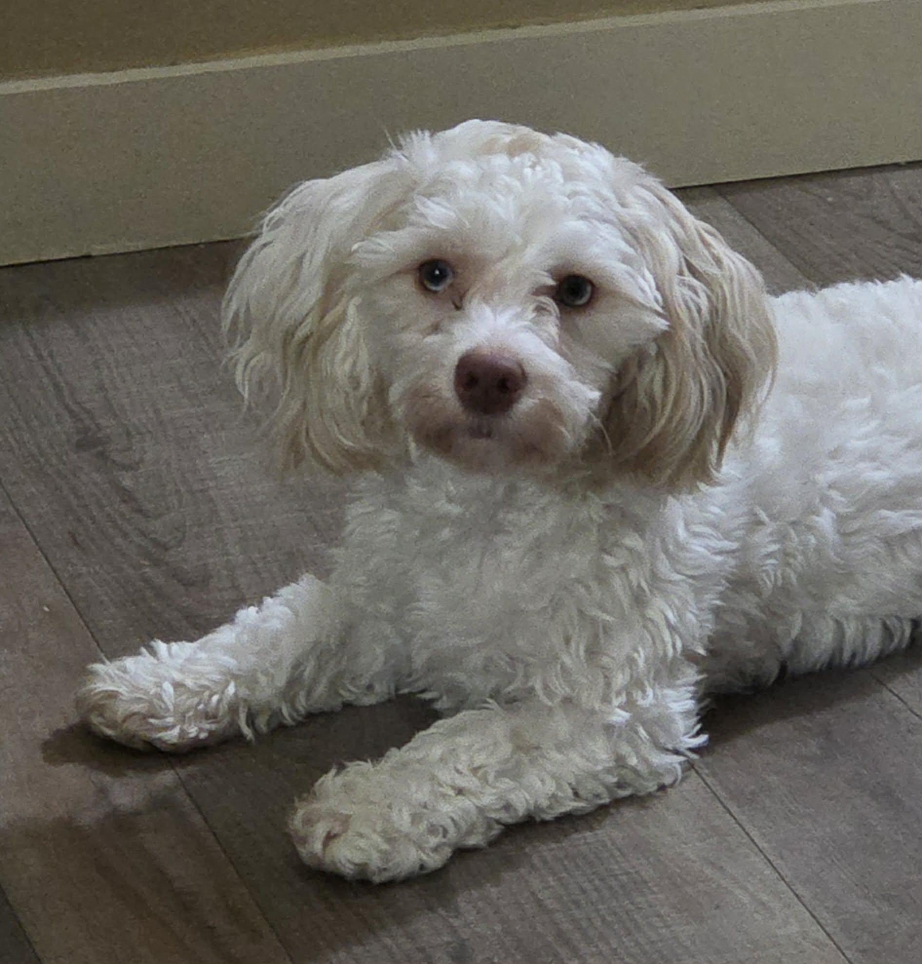 Enlarge Jenny Jones, an adoptable mixed breed in Leduc, AB image 5/5