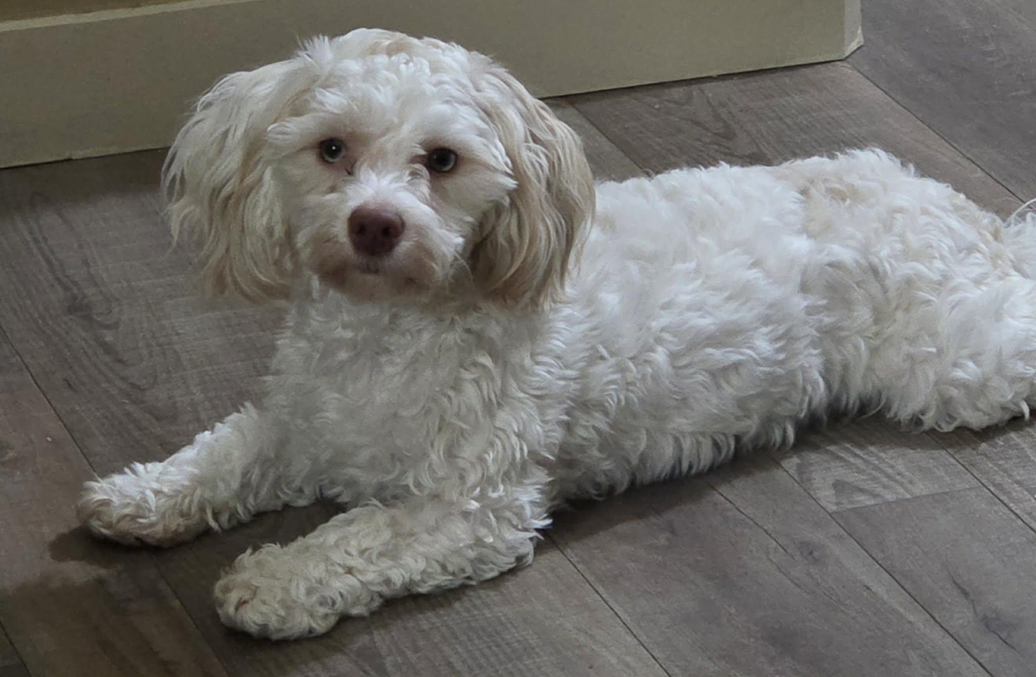 Enlarge Jenny Jones, an adoptable mixed breed in Leduc, AB image 4/5