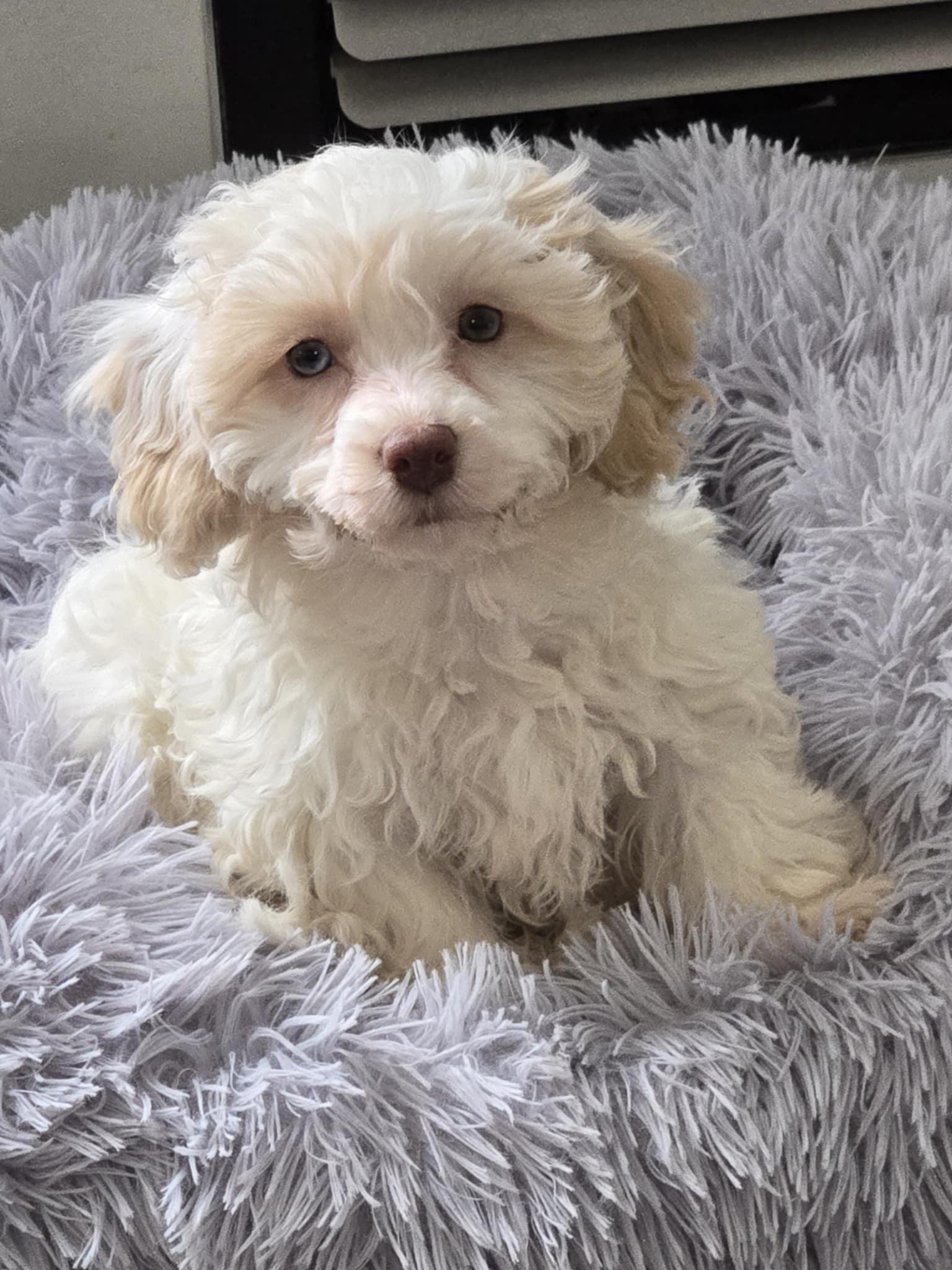 Enlarge Jenny Jones, an adoptable mixed breed in Leduc, AB image 3/5