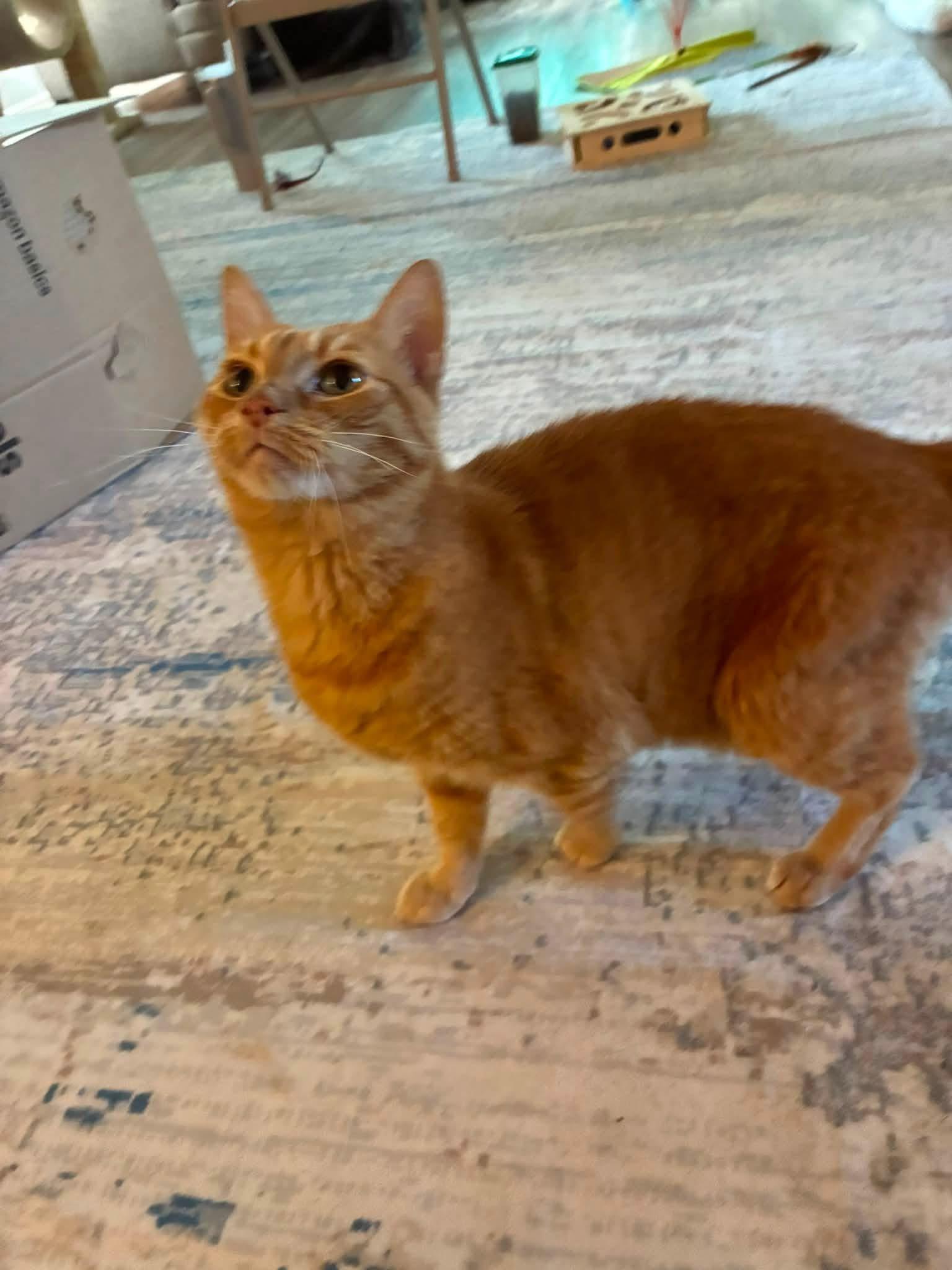 Angel, Adopted, Senior Female Domestic Short Hair.