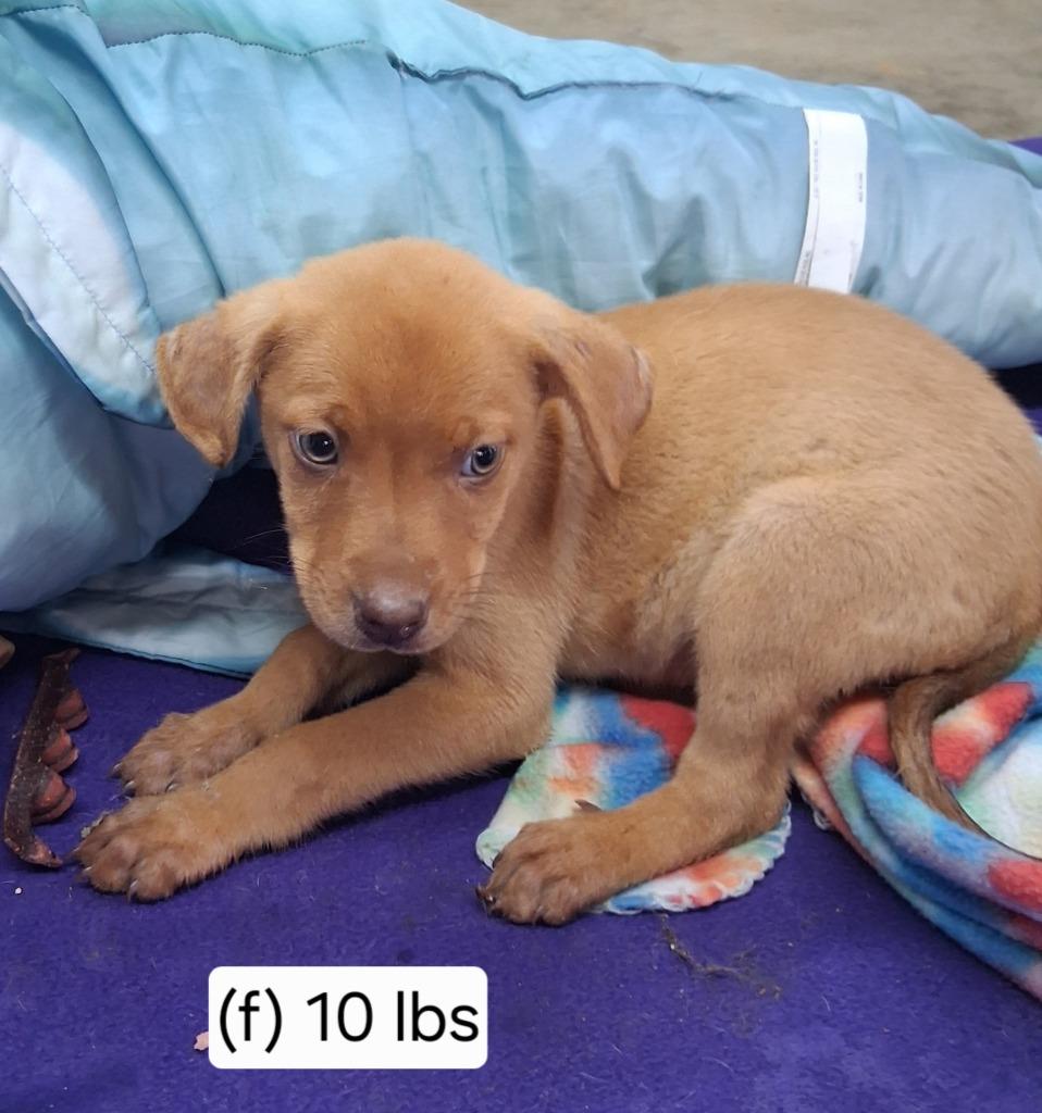 Gypsy, Adopted, Puppy Female Labrador Retriever & Hound.