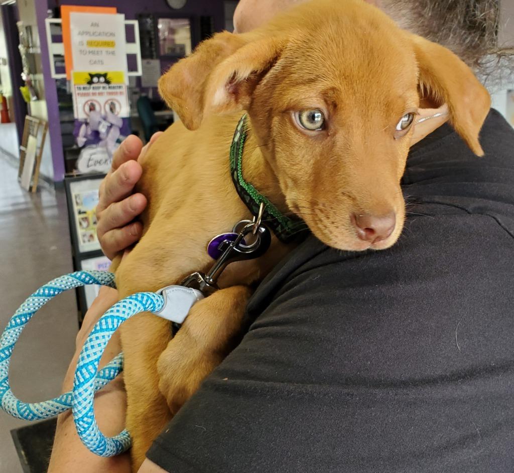 Gypsy, a Adopted mixed breed in Rockford, IL image 2/6