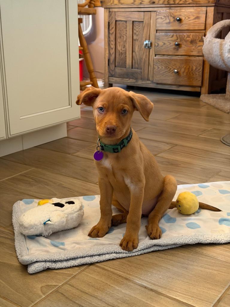 Gypsy, a Adopted mixed breed in Rockford, IL image 5/6