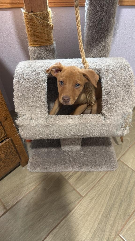 Gypsy, a Adopted mixed breed in Rockford, IL image 6/6