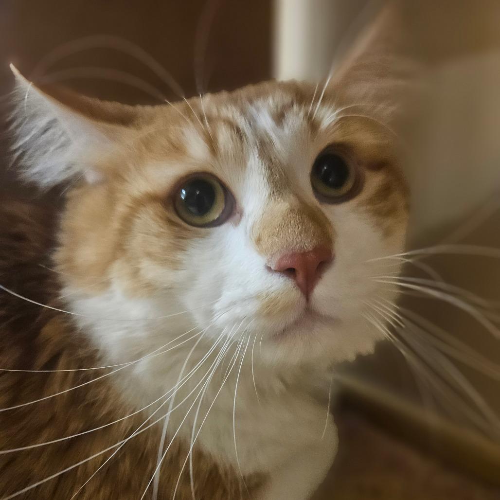 Rusty, Adoptable, Adult Male Domestic Long Hair.