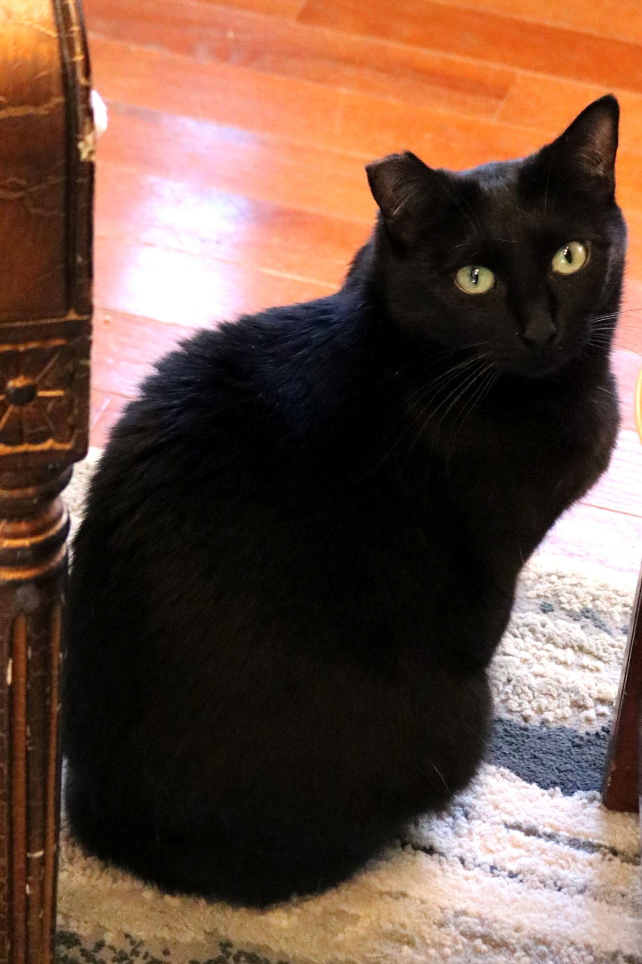 Cole(Coal), Adoptable, Adult Female Bombay & Domestic Short Hair.