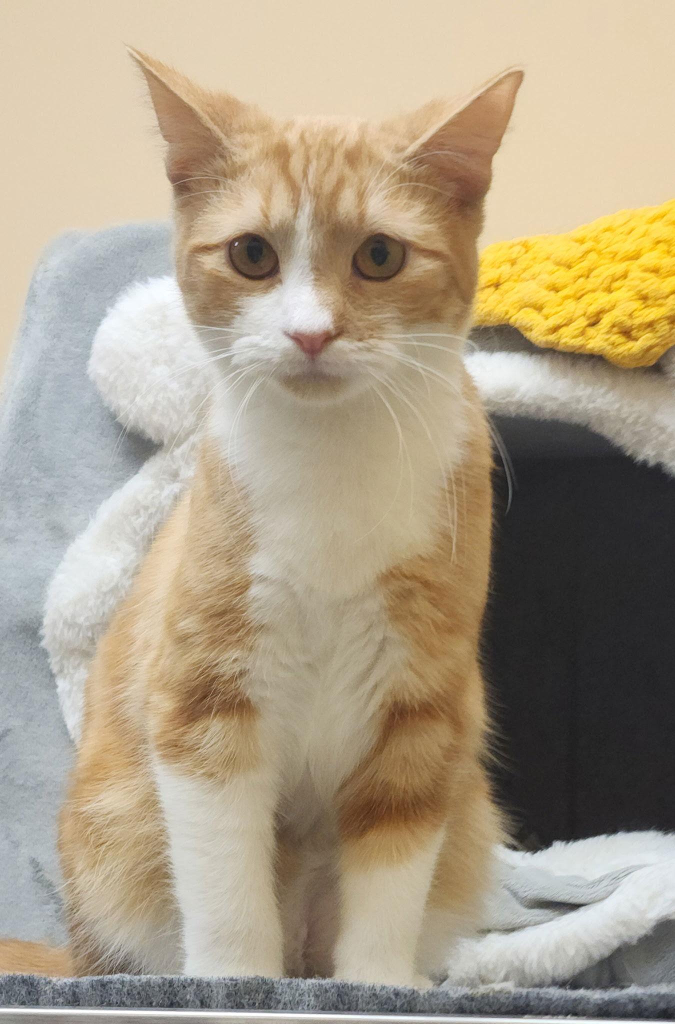 Tarzan, a Adopted Domestic Short Hair in Wheaton, IL image 1/3