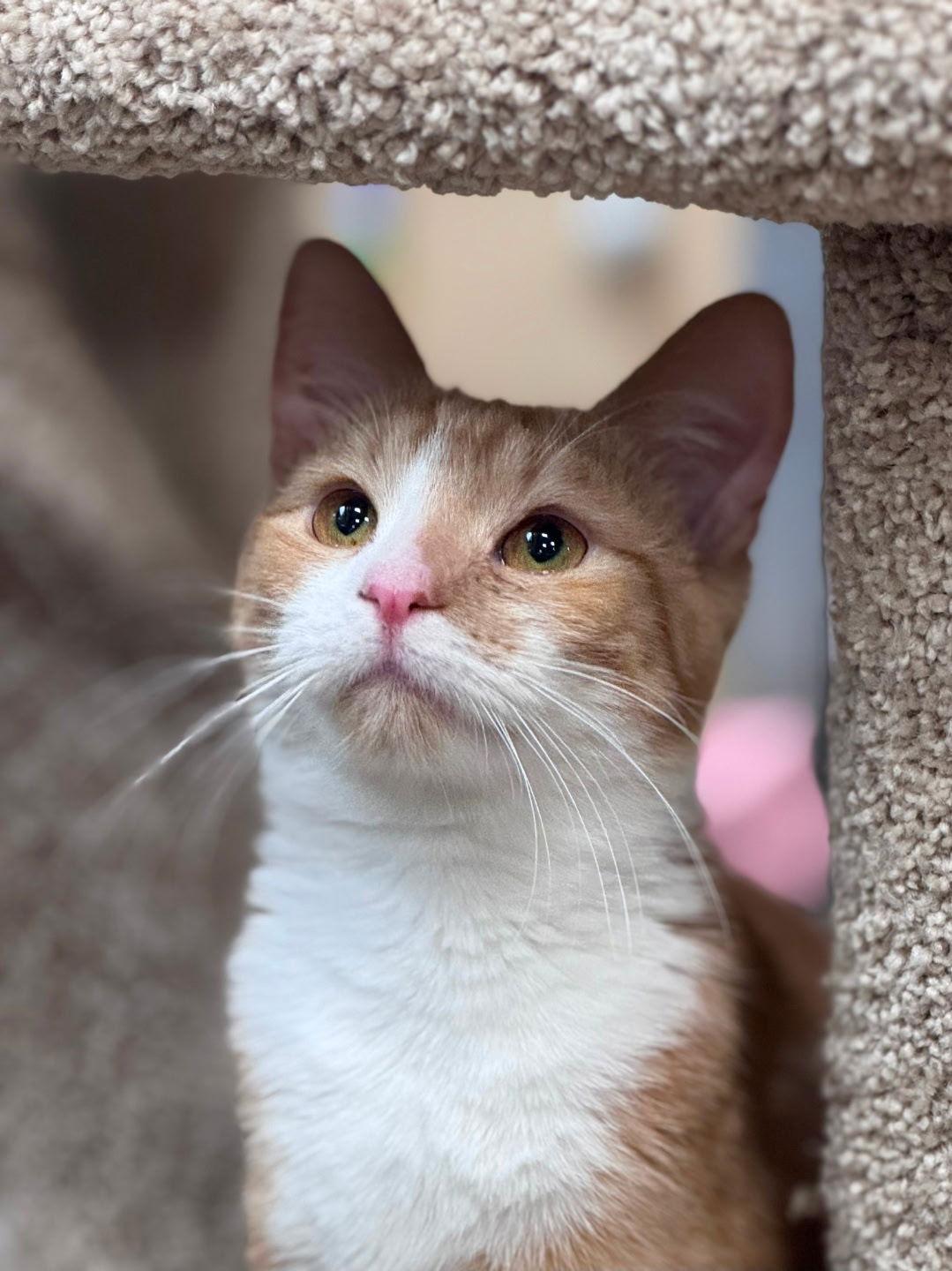 Tarzan, a Adopted Domestic Short Hair in Wheaton, IL image 2/3