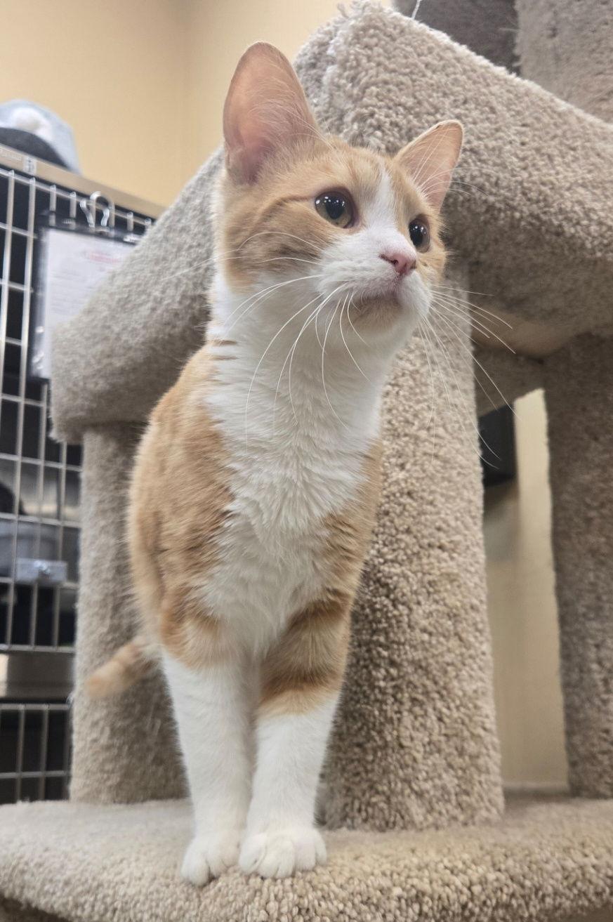 Tarzan, a Adopted Domestic Short Hair in Wheaton, IL image 3/3