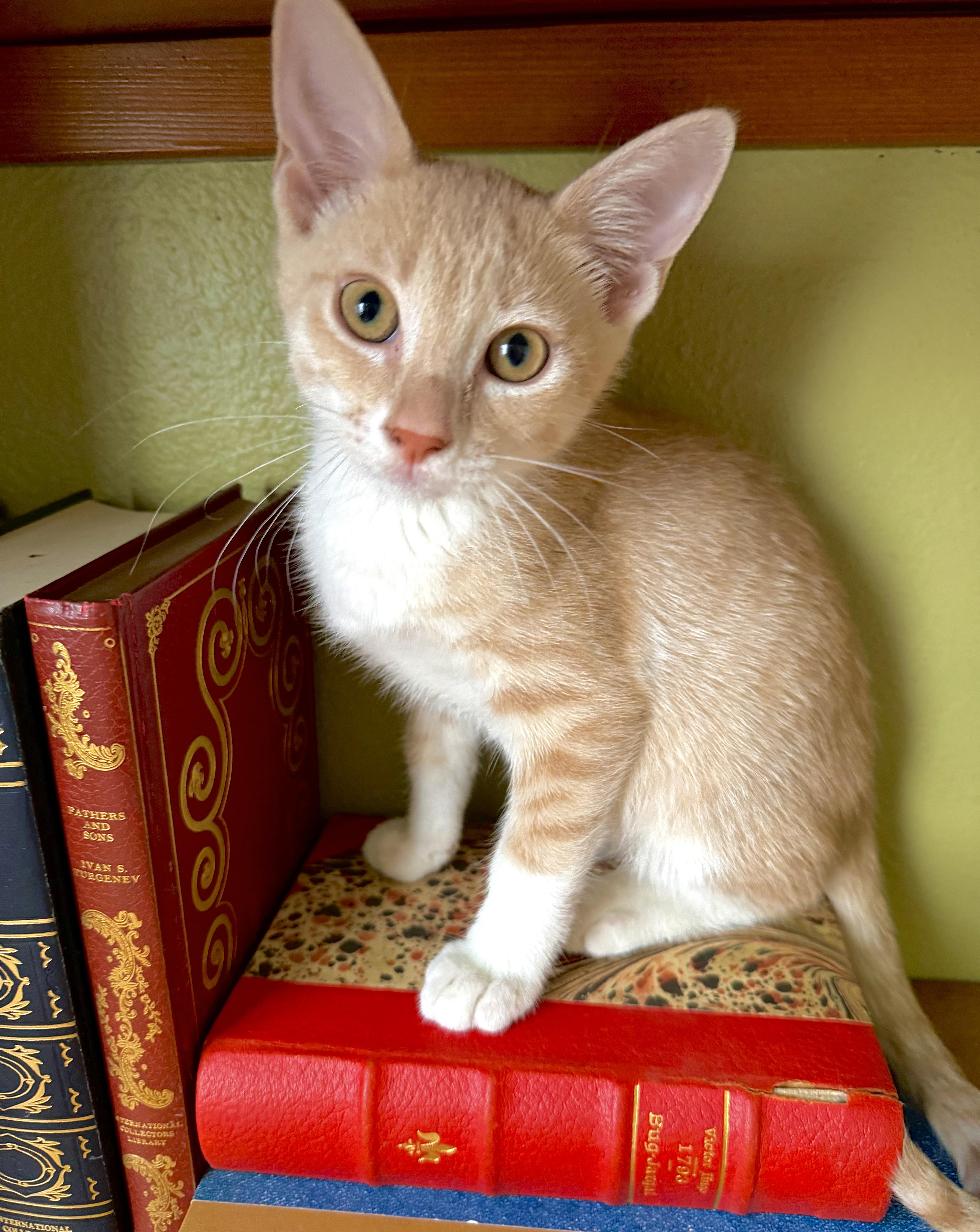 Marlo, an adopted mixed breed in Lake Monroe, FL image 3/3