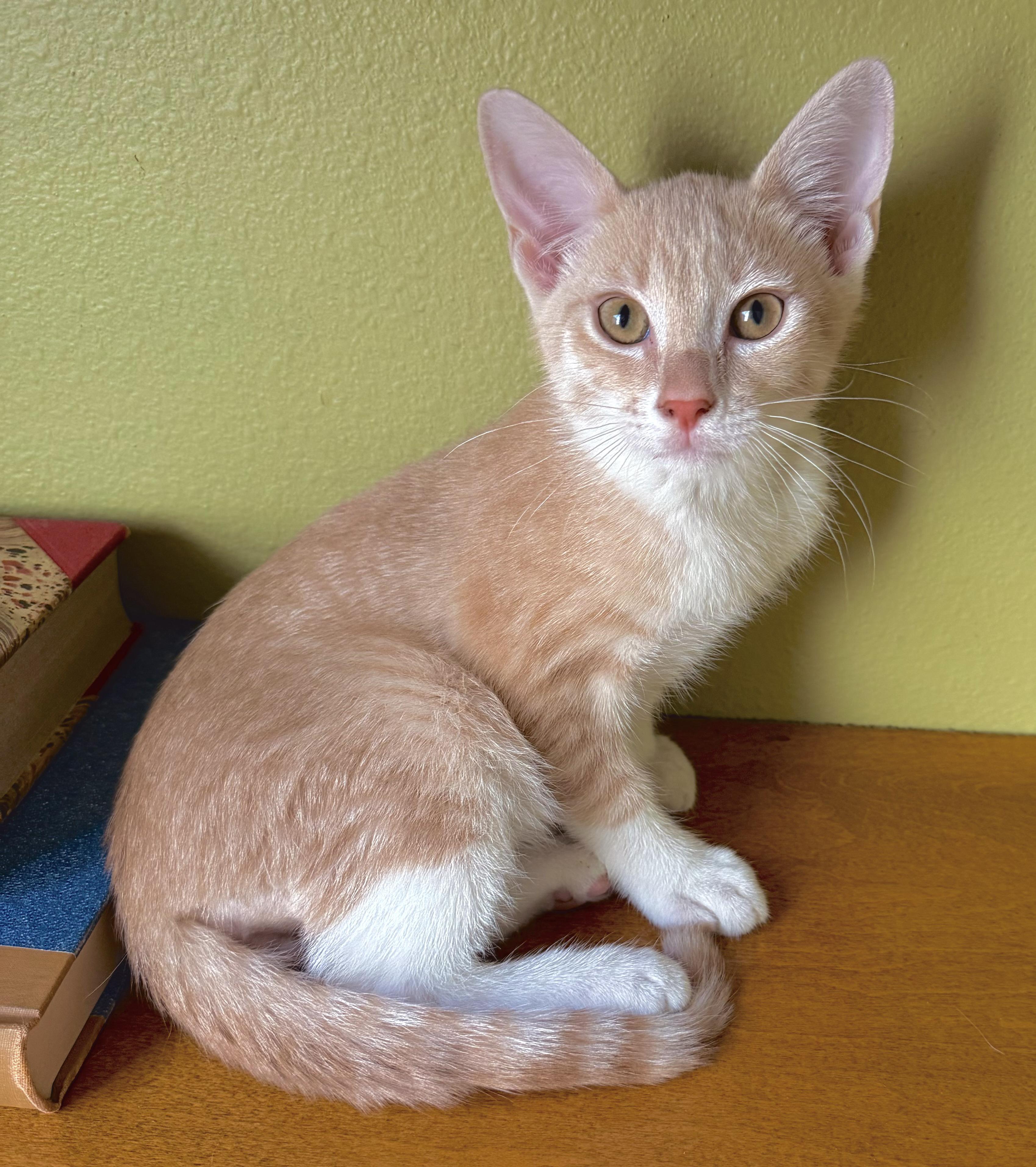 Marlo, adopted, Kitten Male Domestic Short Hair & Tiger.