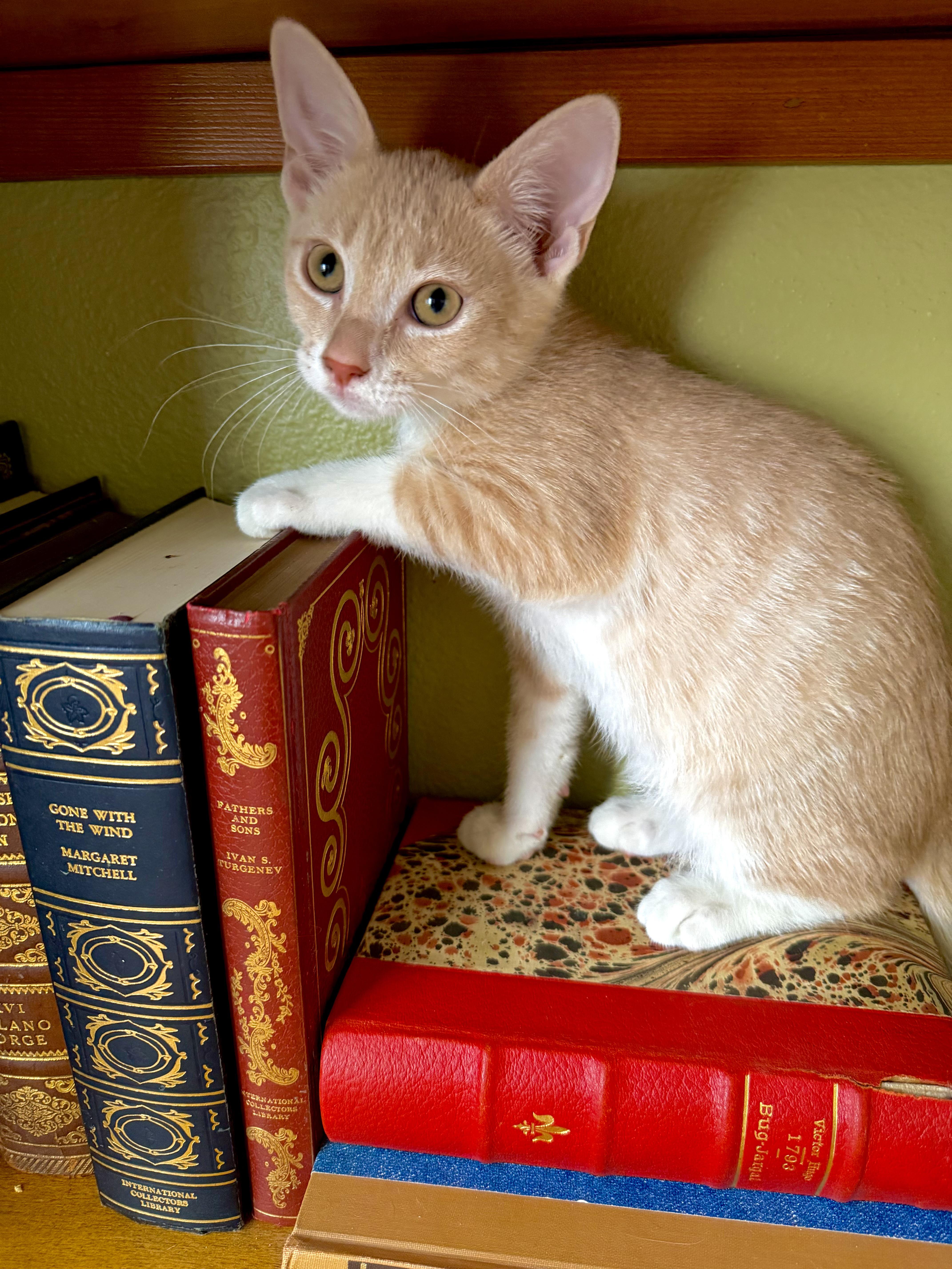 Marlo, an adopted mixed breed in Lake Monroe, FL image 2/3