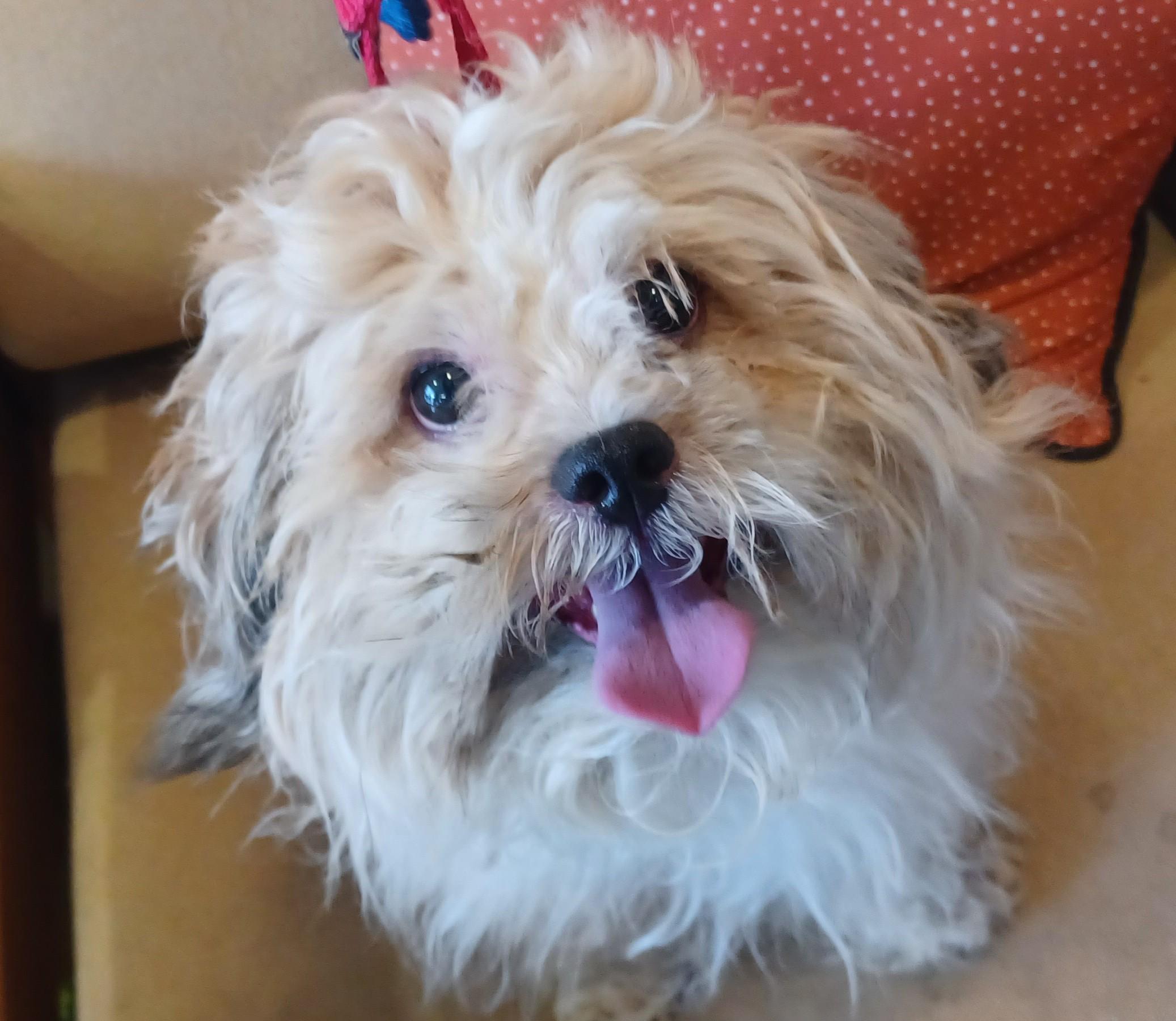Dog for adoption - ROLLY, a Lhasa Apso Mix in Kensington, CT | Petfinder