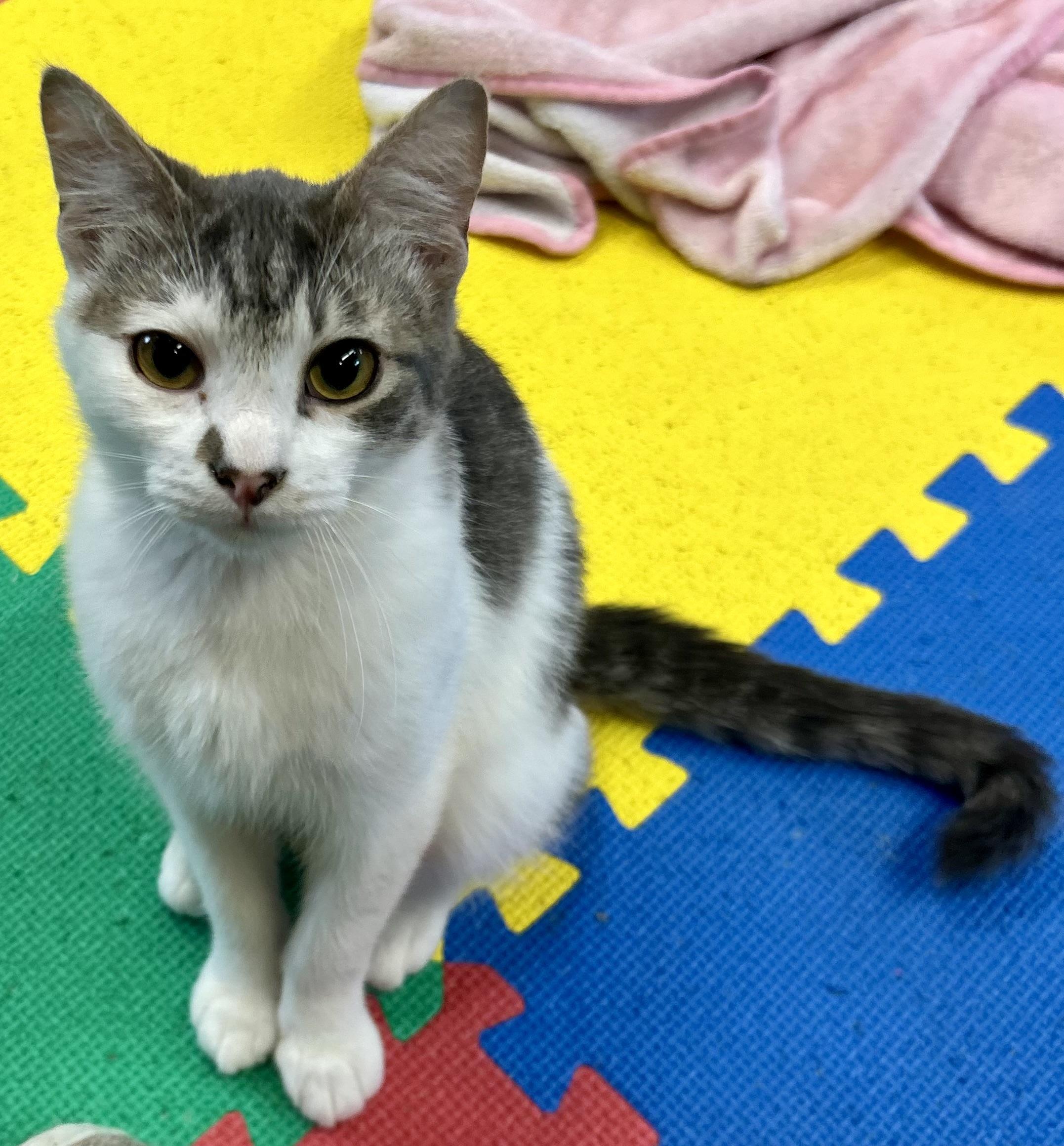 Enlarge Clover, a Adoptable Domestic Short Hair in Tillamook, OR image 4/6