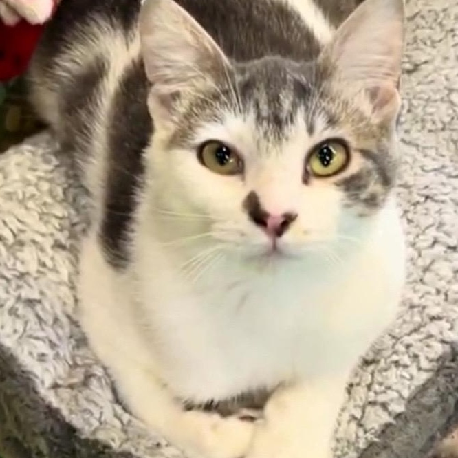 Enlarge Clover, a Adoptable Domestic Short Hair in Tillamook, OR image 1/6