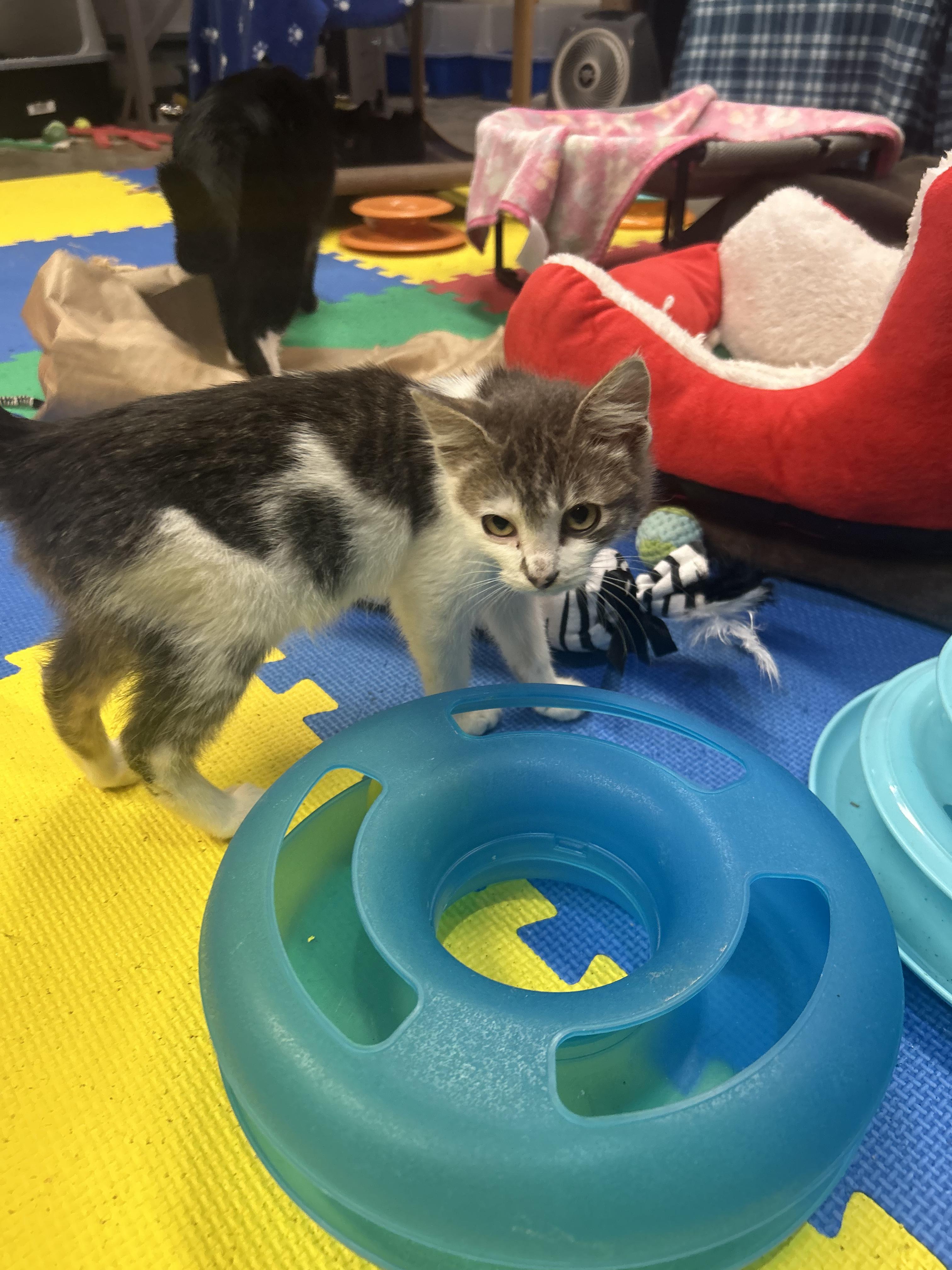 Enlarge Clover, a Adoptable Domestic Short Hair in Tillamook, OR image 6/6