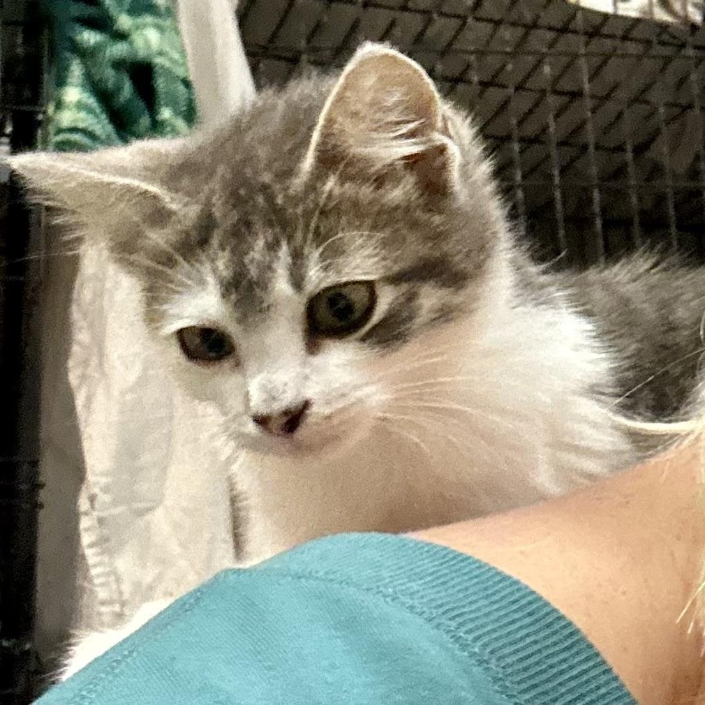 Enlarge Clover, a Adoptable Domestic Short Hair in Tillamook, OR image 2/6