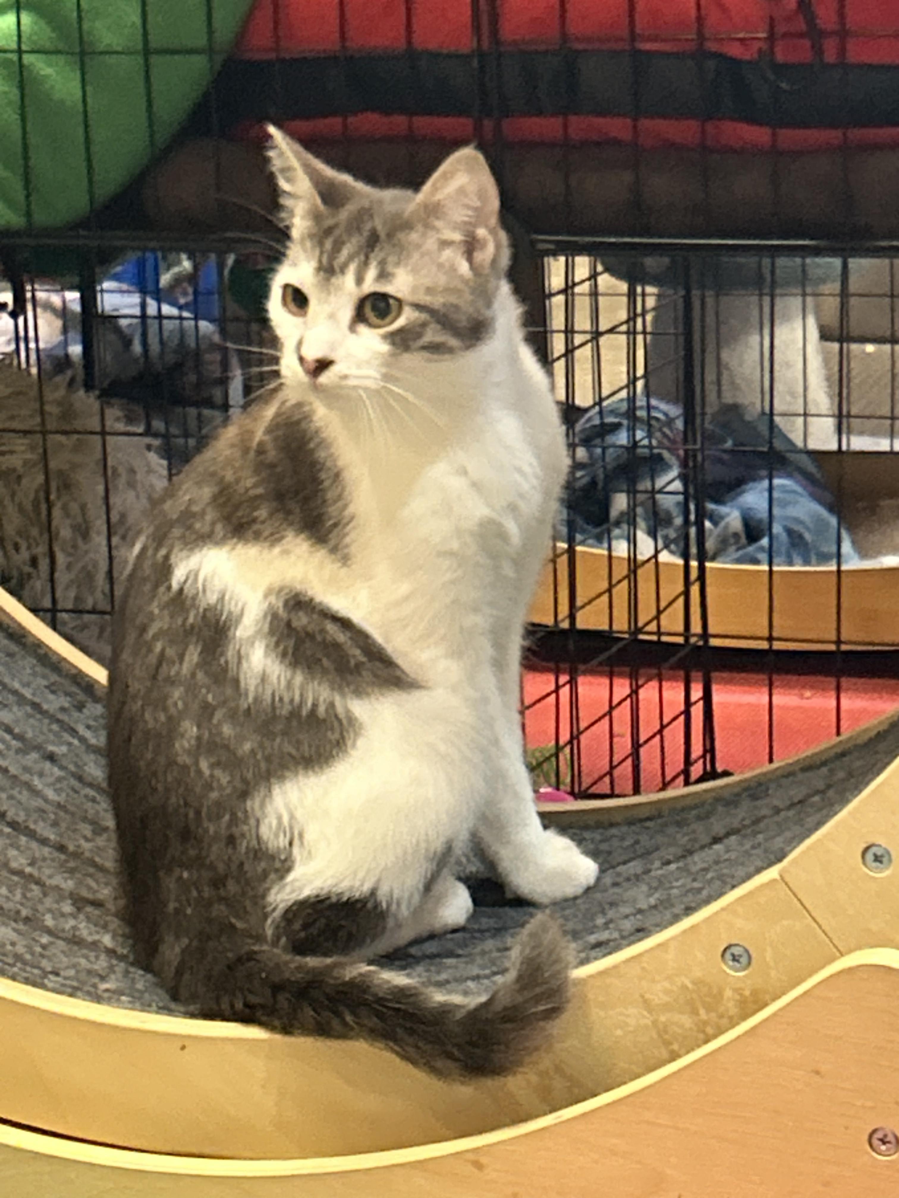 Enlarge Clover, a Adoptable Domestic Short Hair in Tillamook, OR image 5/6