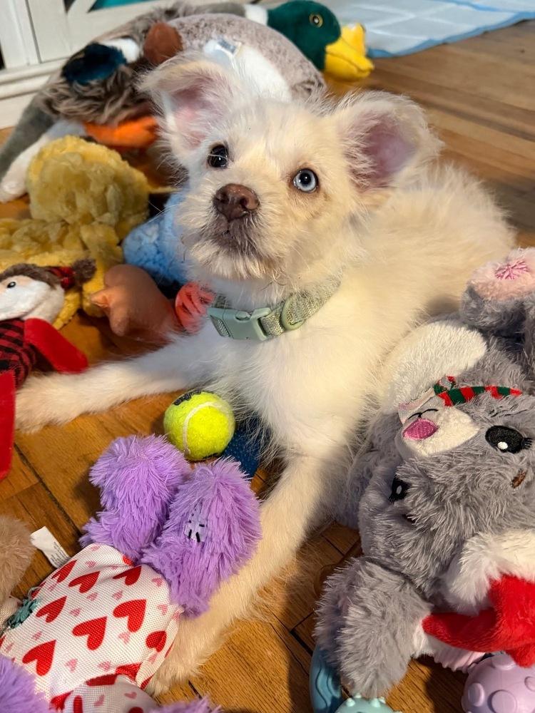 Dawson — thumbnail 2