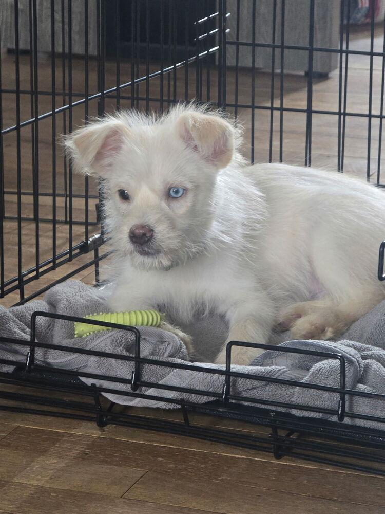 Dawson — thumbnail 6