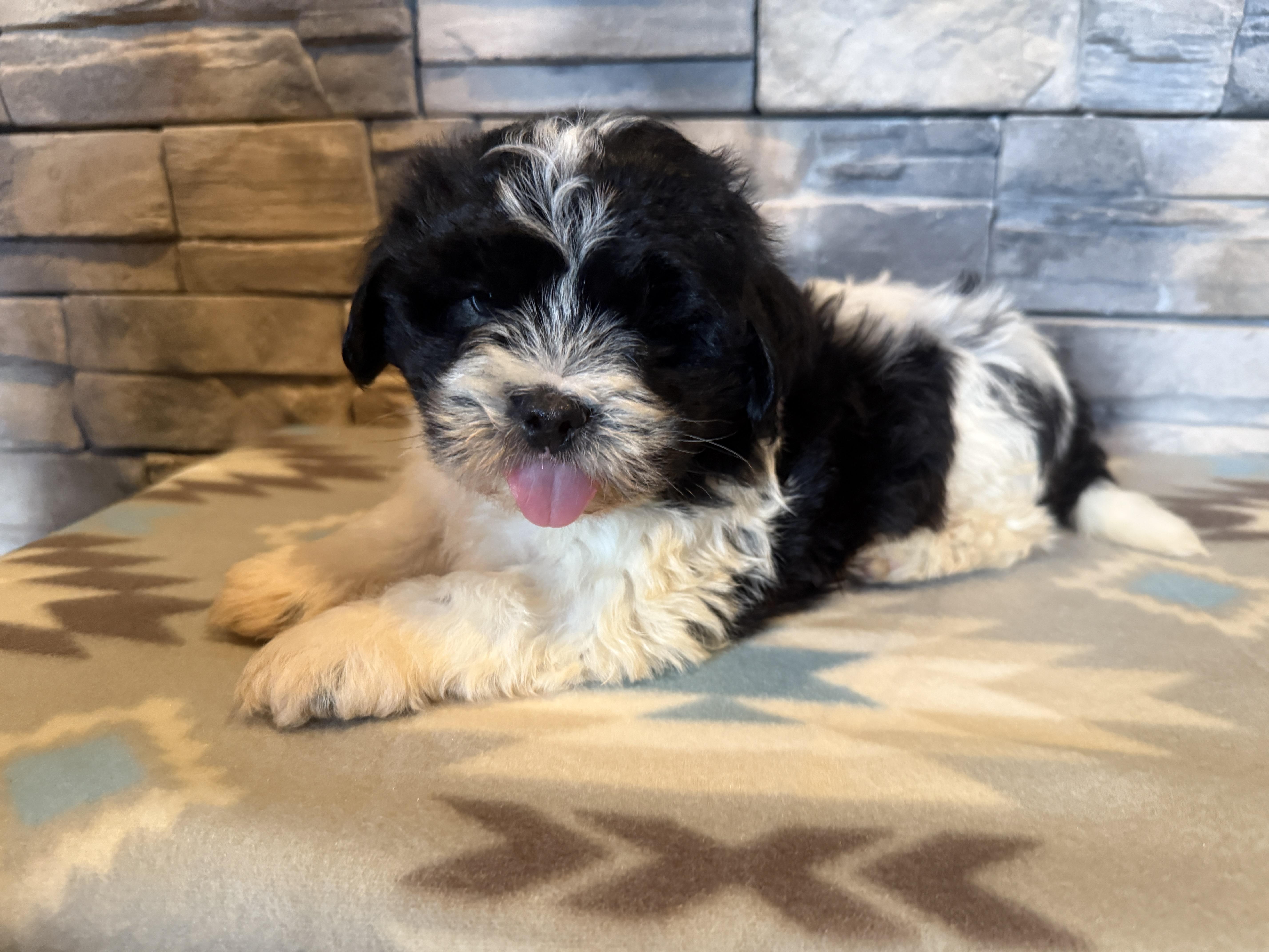 Enlarge Angus Young, a Adopted mixed breed in Ellis Grove, IL image 6/6