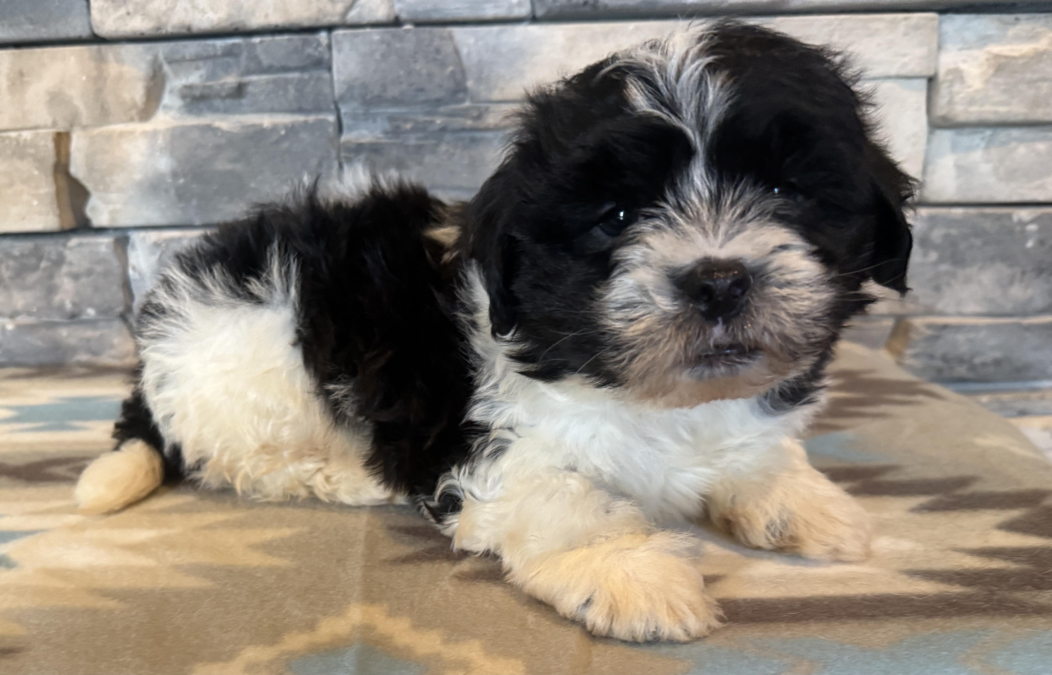 Enlarge Angus Young, a Adopted mixed breed in Ellis Grove, IL image 5/6